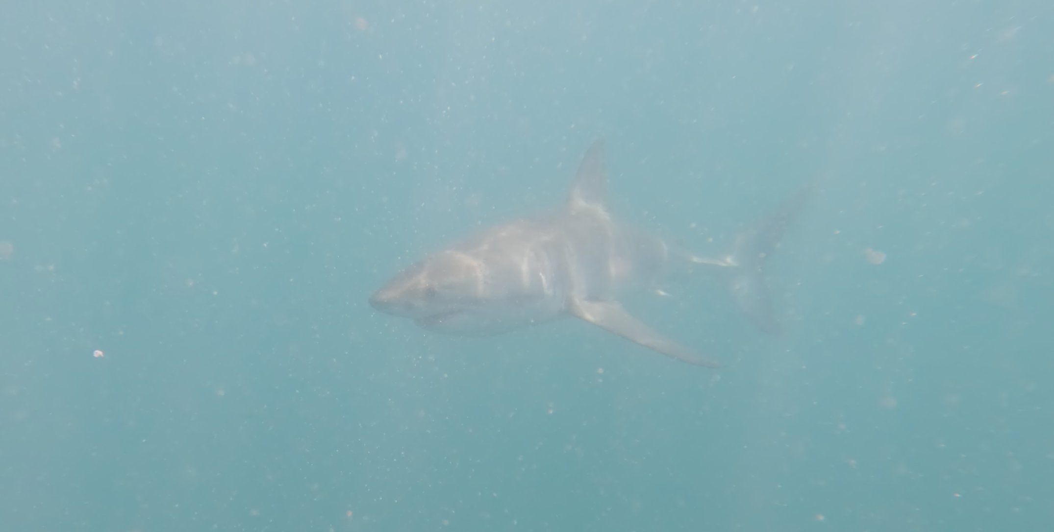 Great White mid-water small