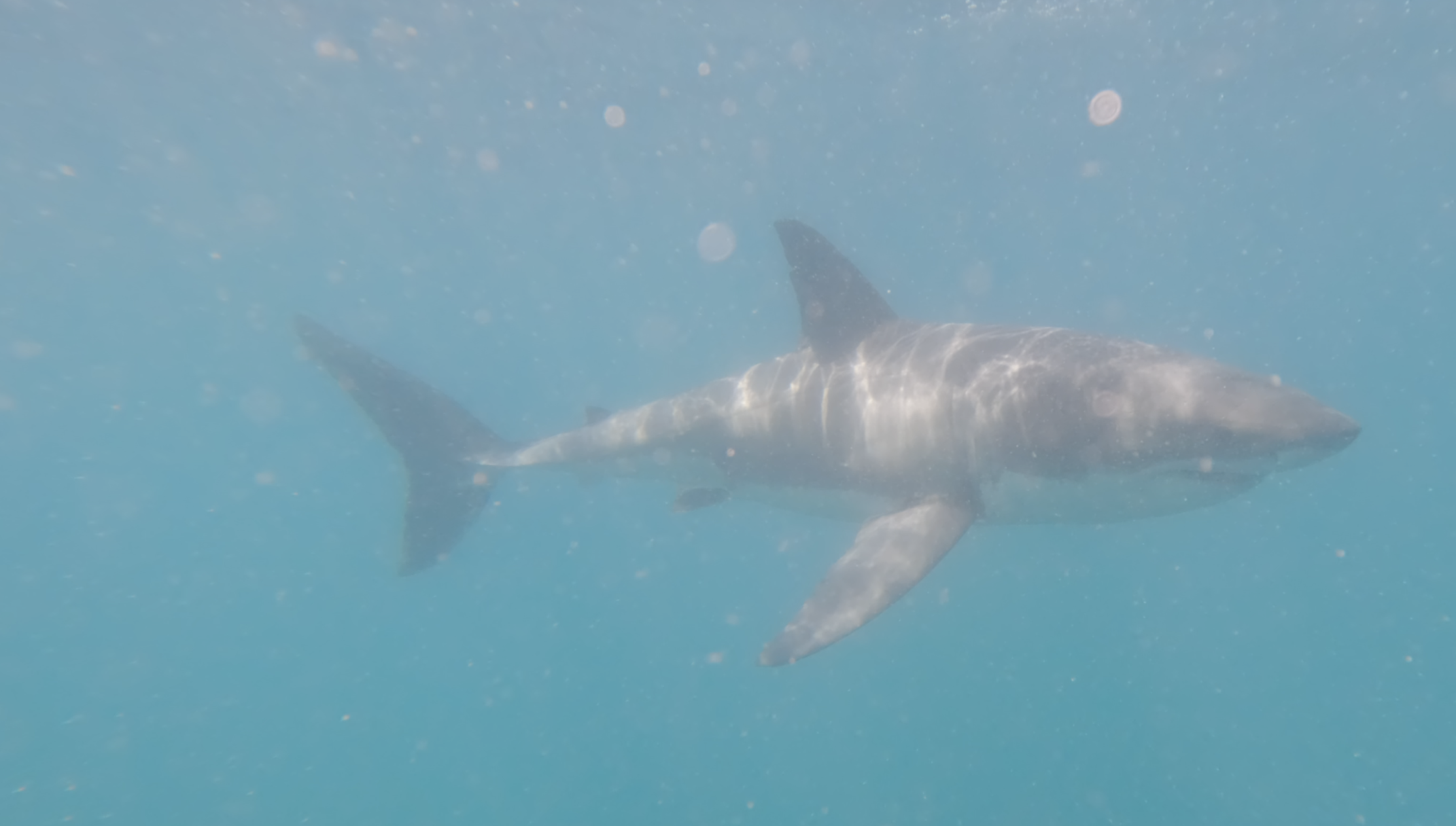 Great White full lateral clear