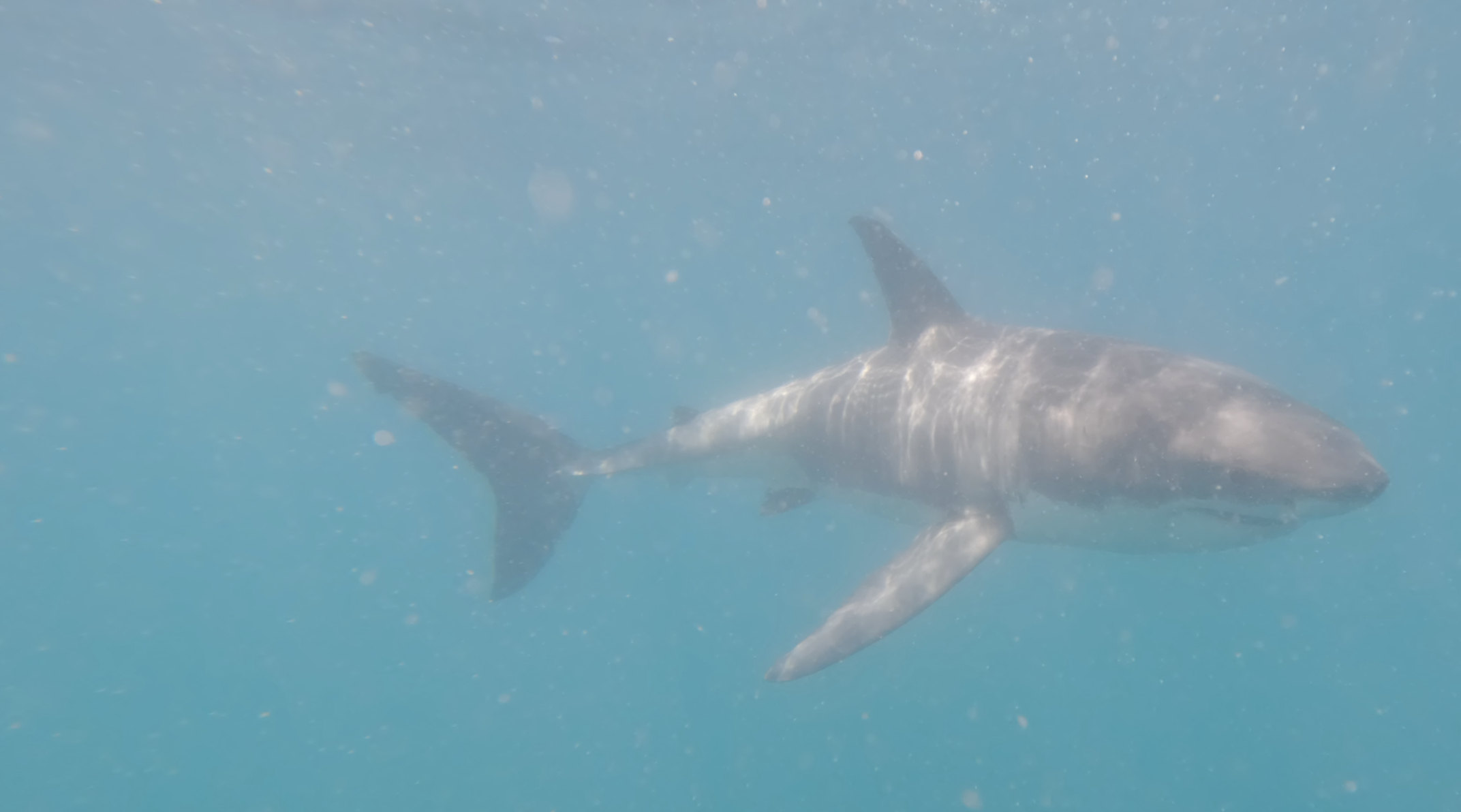 Great White lateral passing