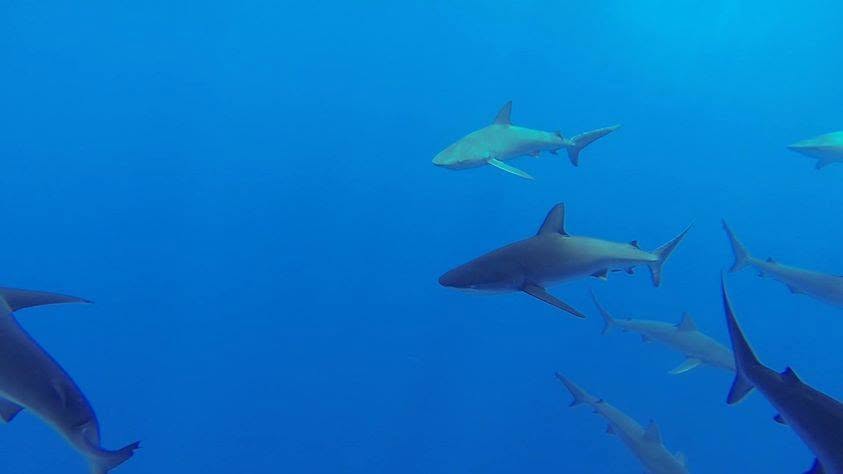 Grey reef sharks in open water off Oahu