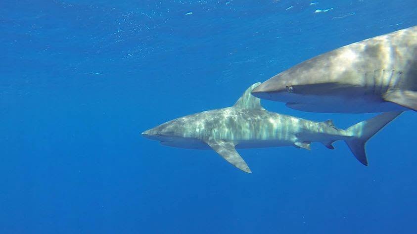 Reef sharks encountered during Oahu fieldwork
