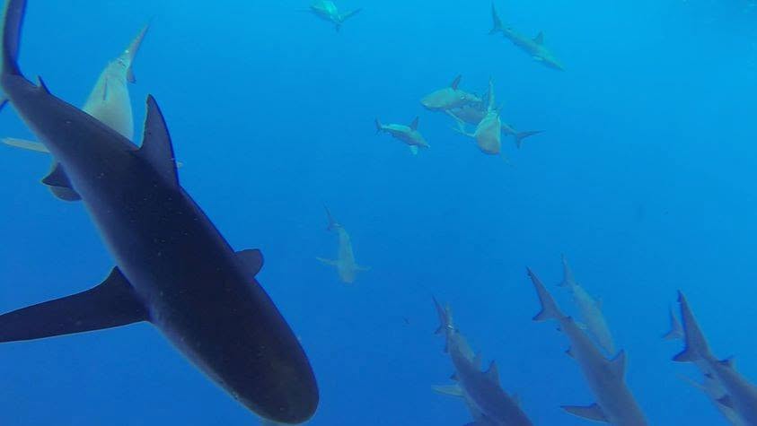 Shark aggregation in Hawaiian waters