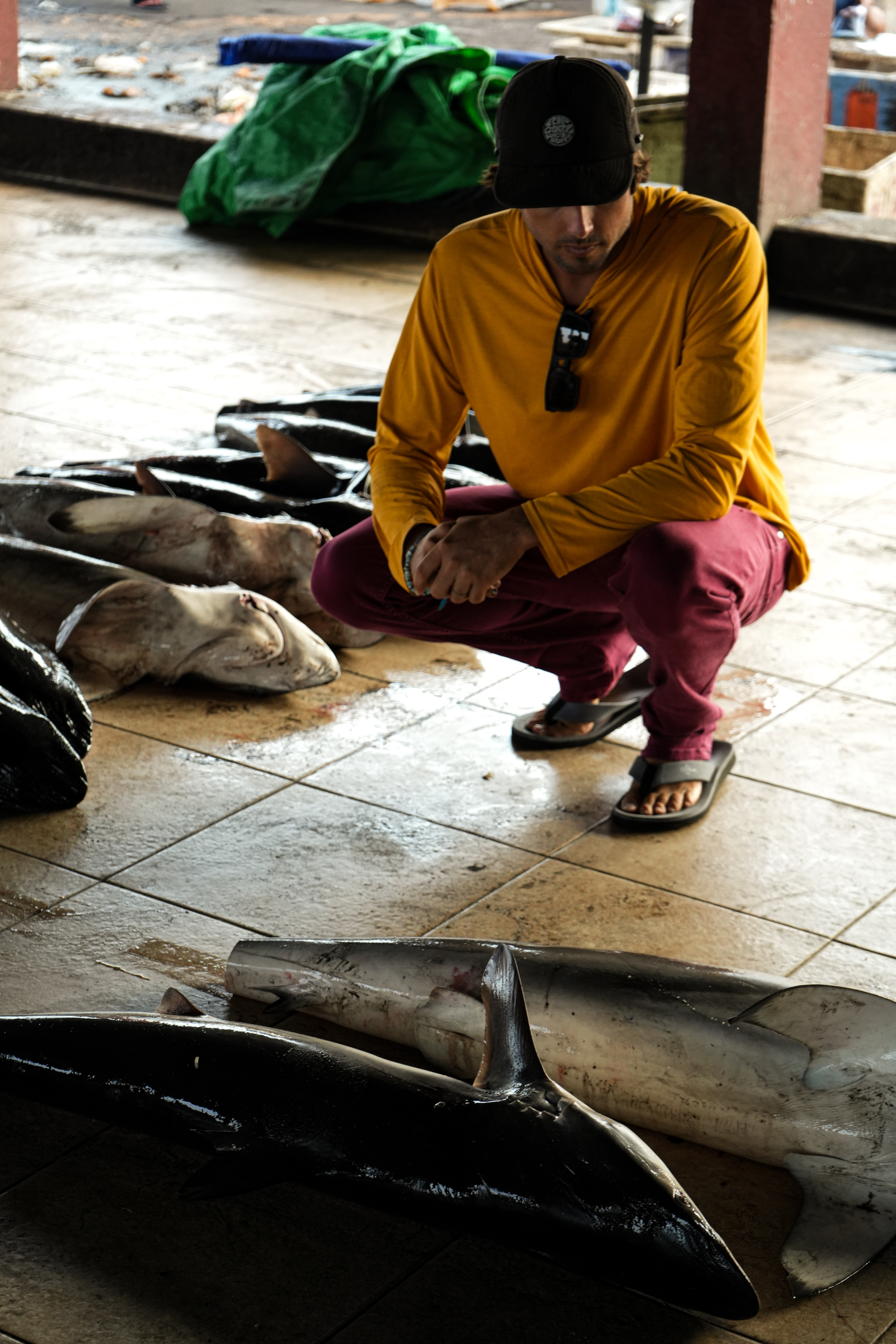 Documenting the shark catch at a Lombok fish market