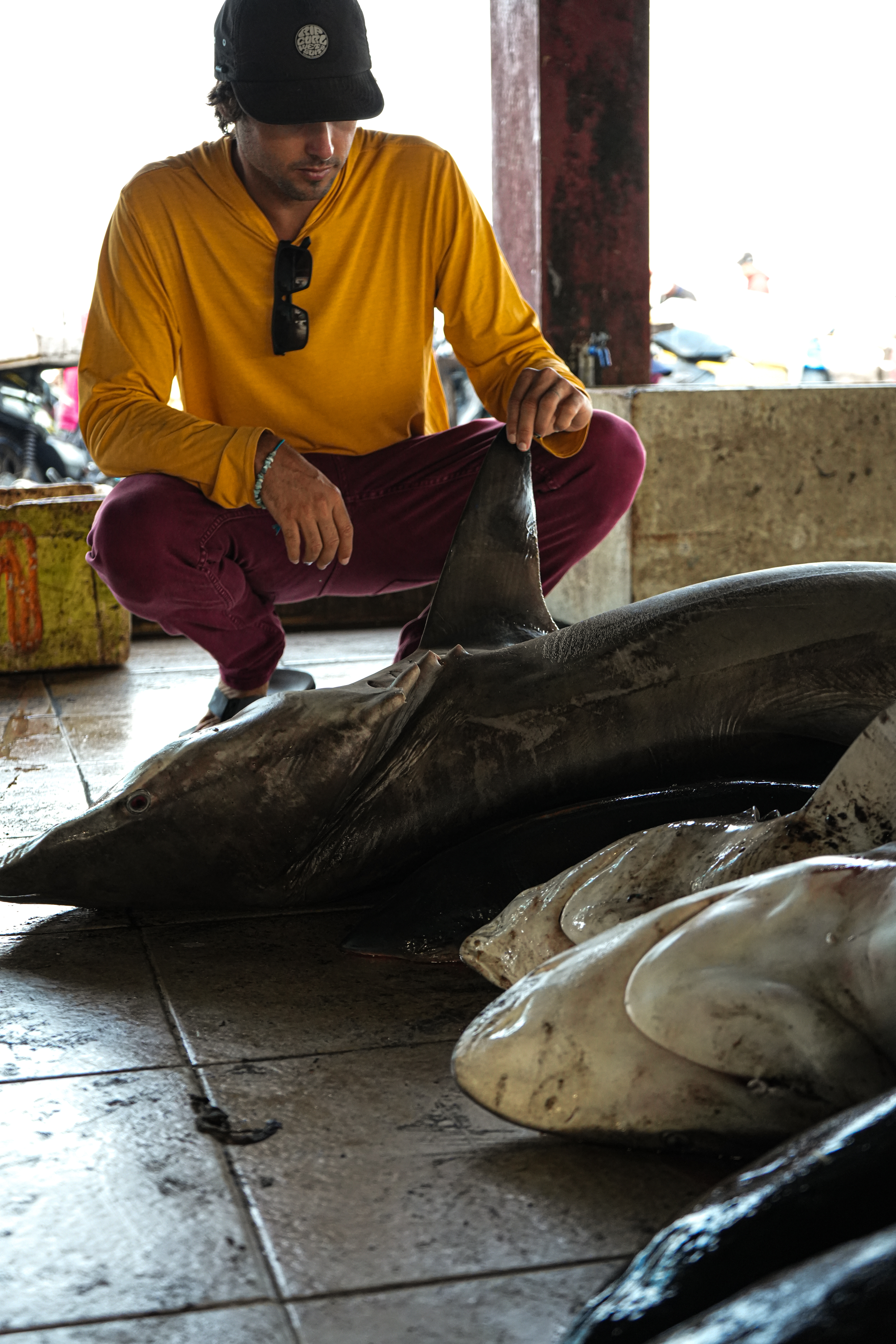 Recording data on the day's shark landings