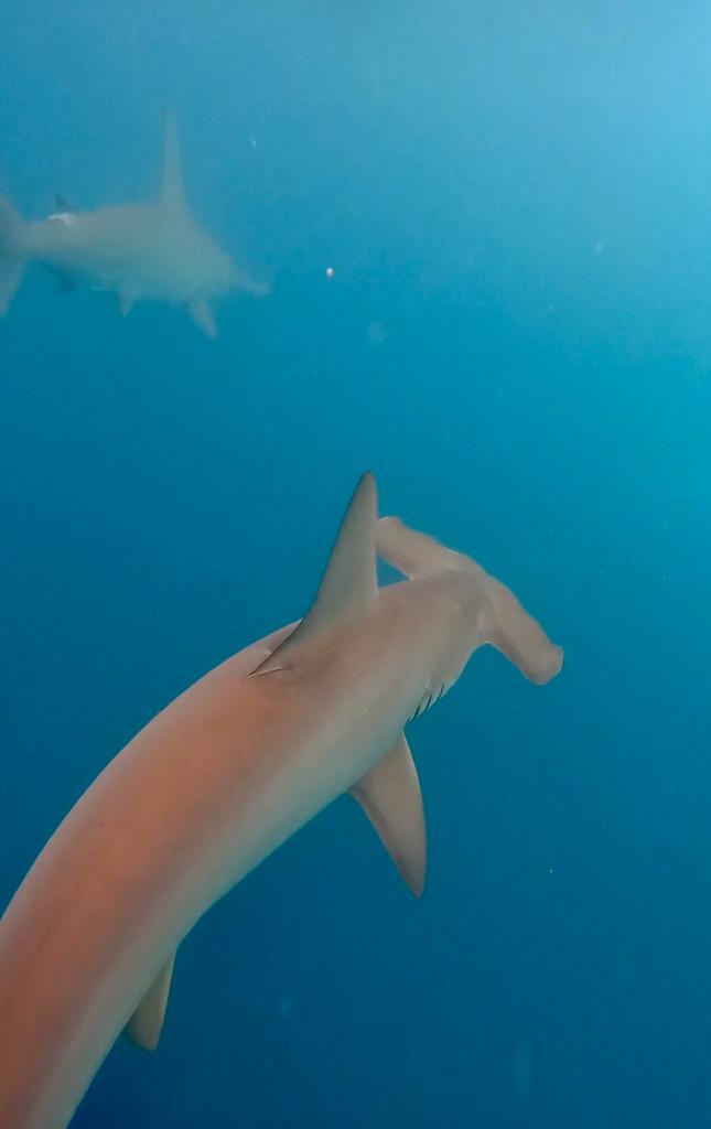 Hammerhead — Kicker Rock Galápagos