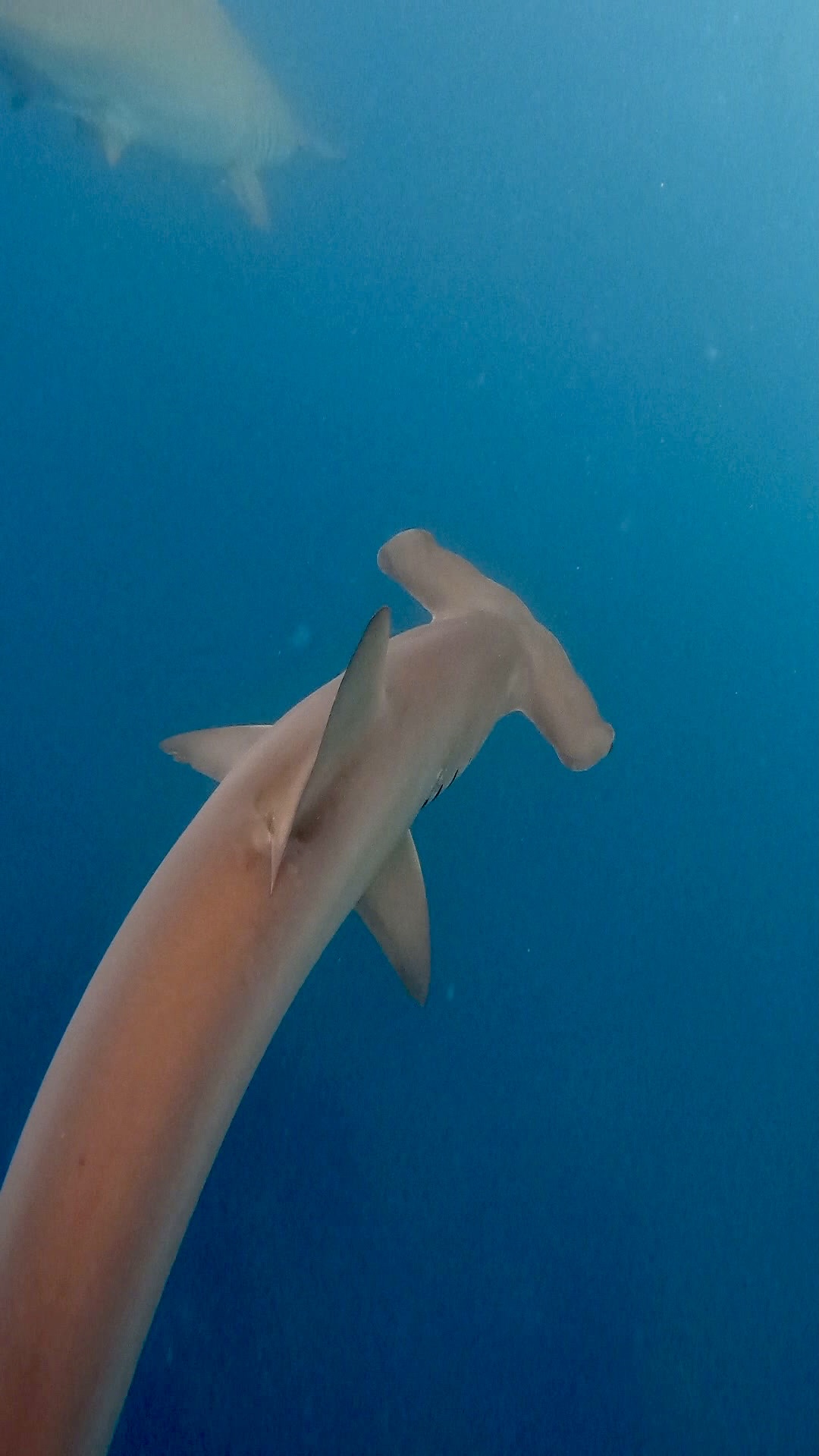 Hammerhead cephalofoil — Kicker Rock