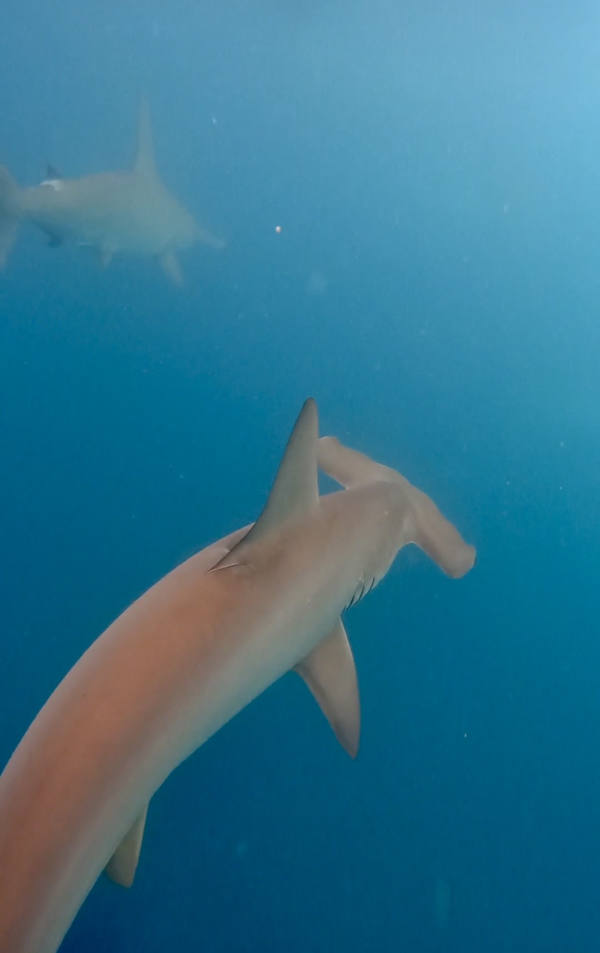 Hammerhead ventral — Kicker Rock