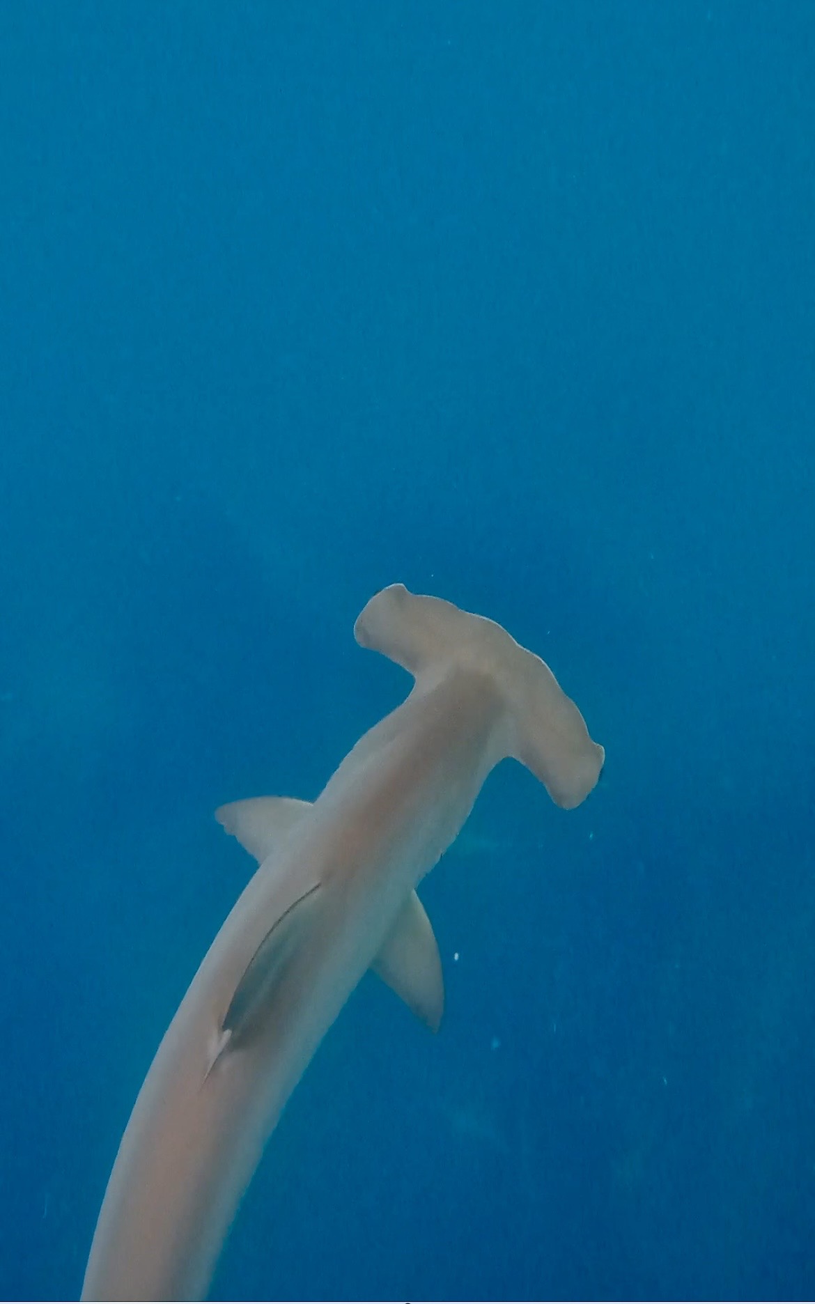 Hammerhead head detail — Kicker Rock