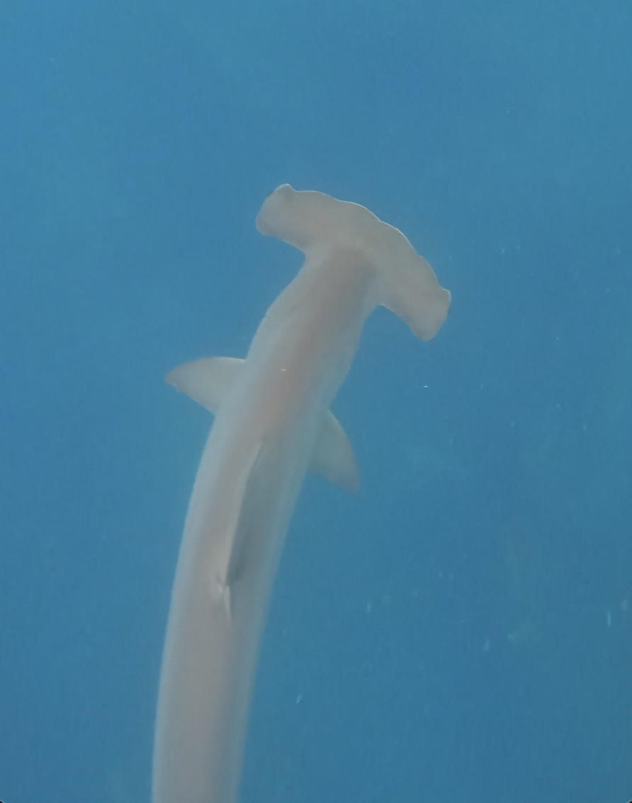 Hammerhead ventral ghosted