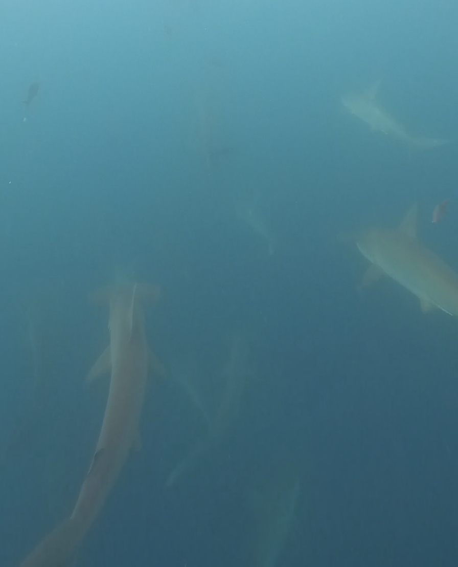Hammerhead full body Kicker Rock
