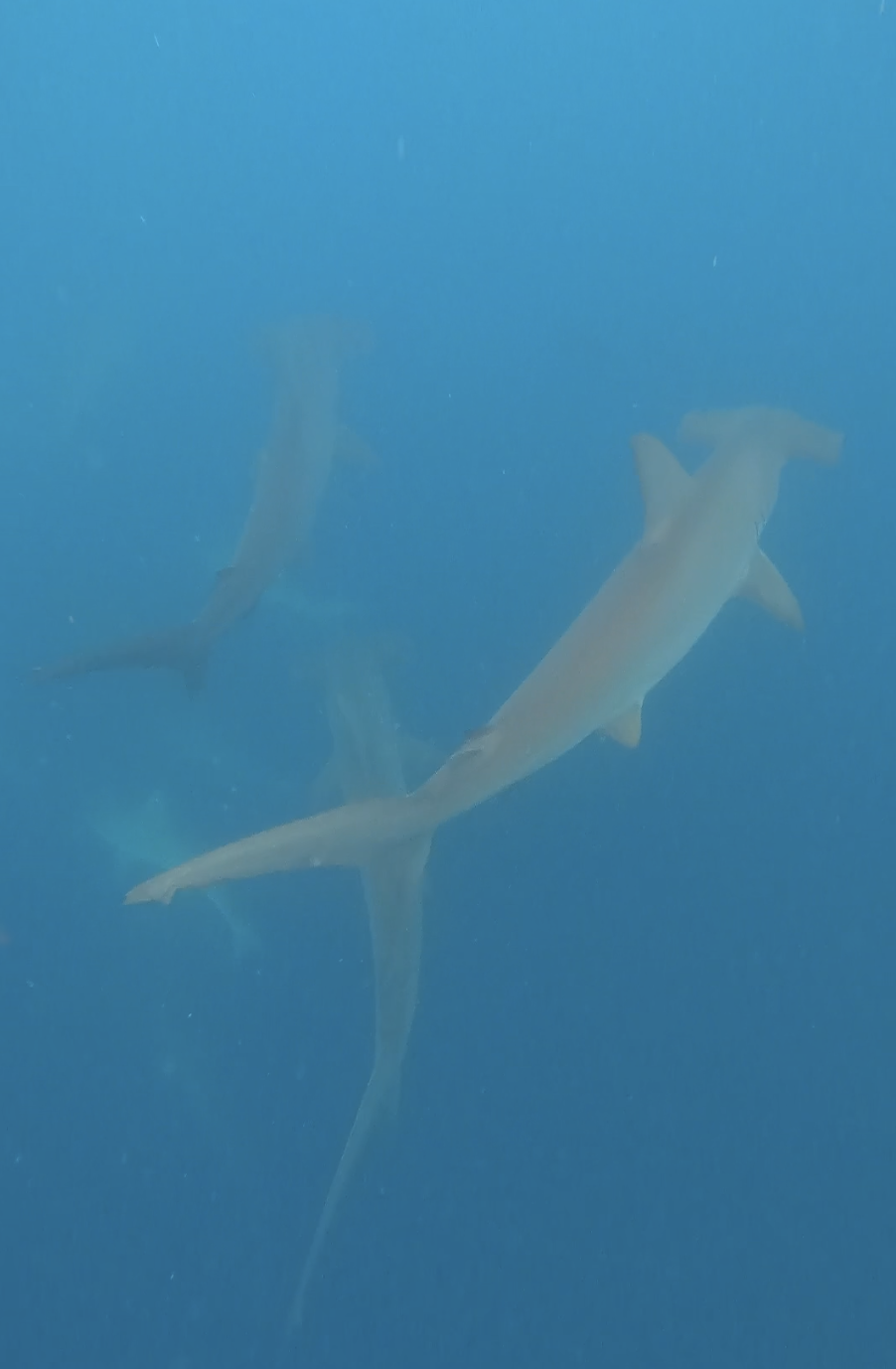 Two hammerheads Kicker Rock