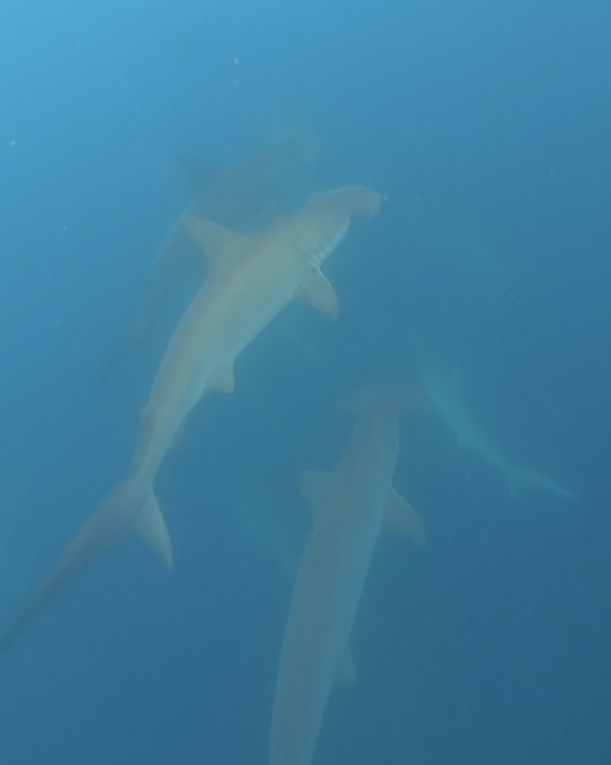 Multiple hammerheads — Kicker Rock