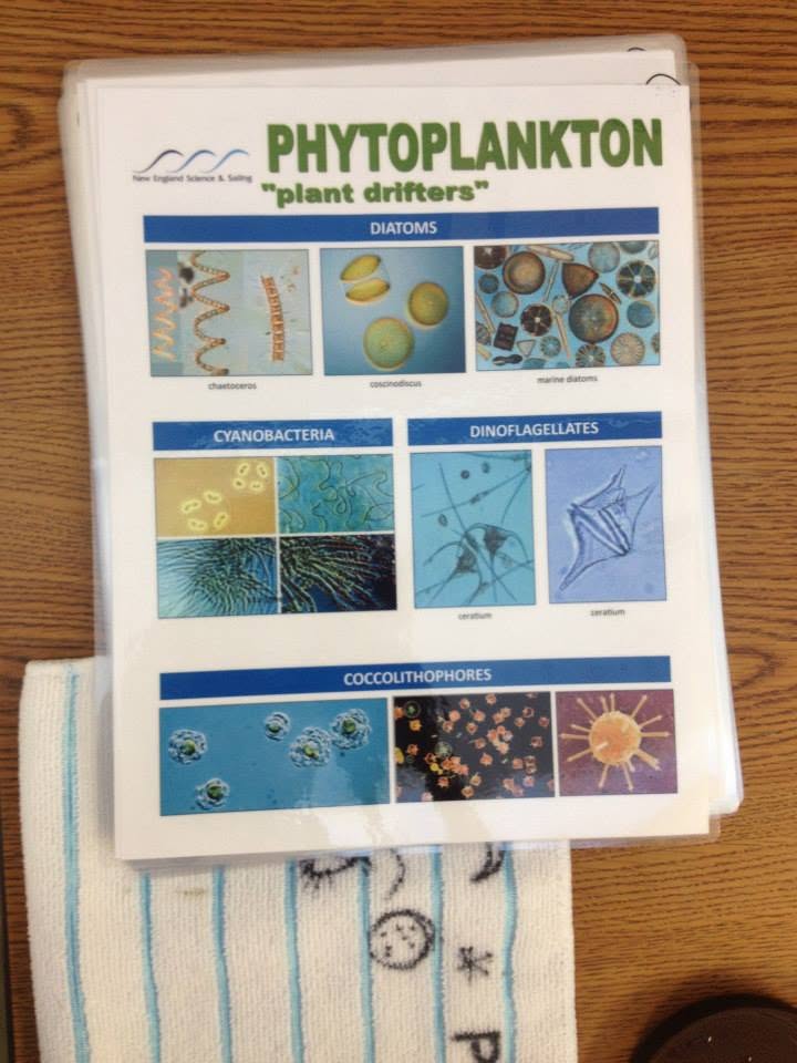 Phytoplankton identification reference sheet