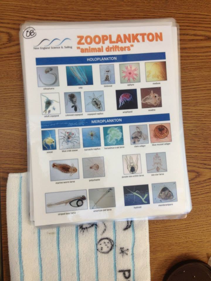 Zooplankton identification reference sheet