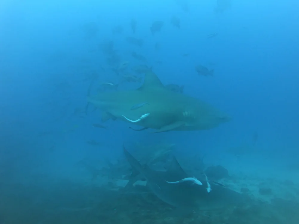 Bull shark amid a school of reef fish