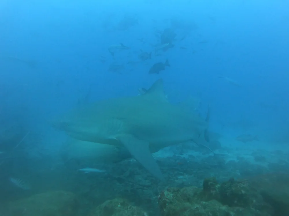 Bull shark over the reef