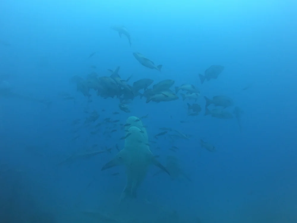 Bull shark approaching a bait aggregation