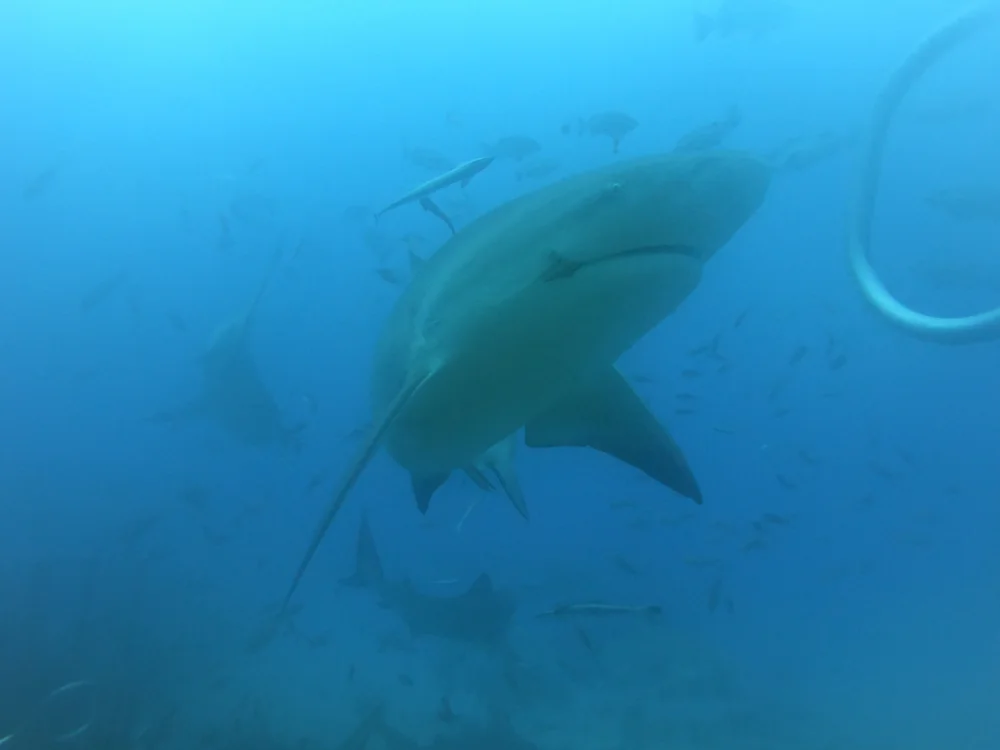 Bull shark close pass