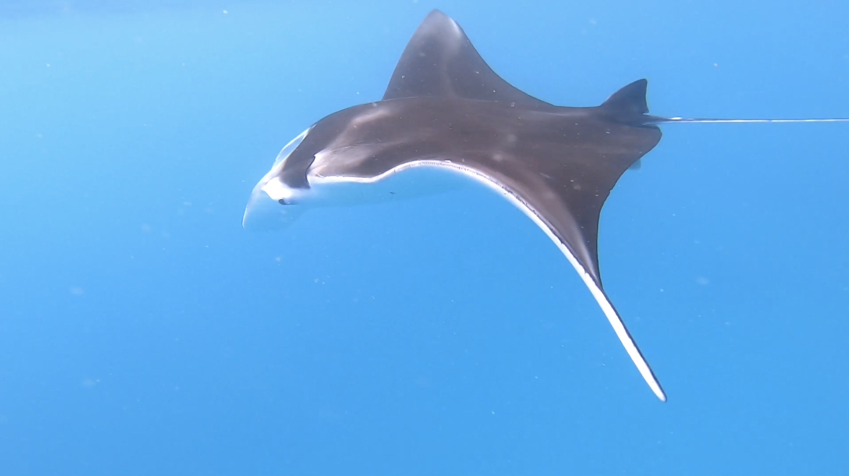 Reef manta ray in open water
