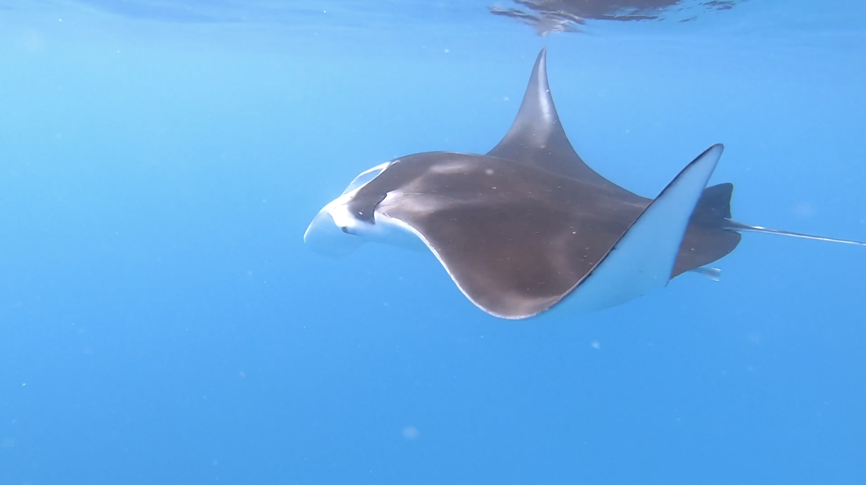 Reef manta ray, close pass