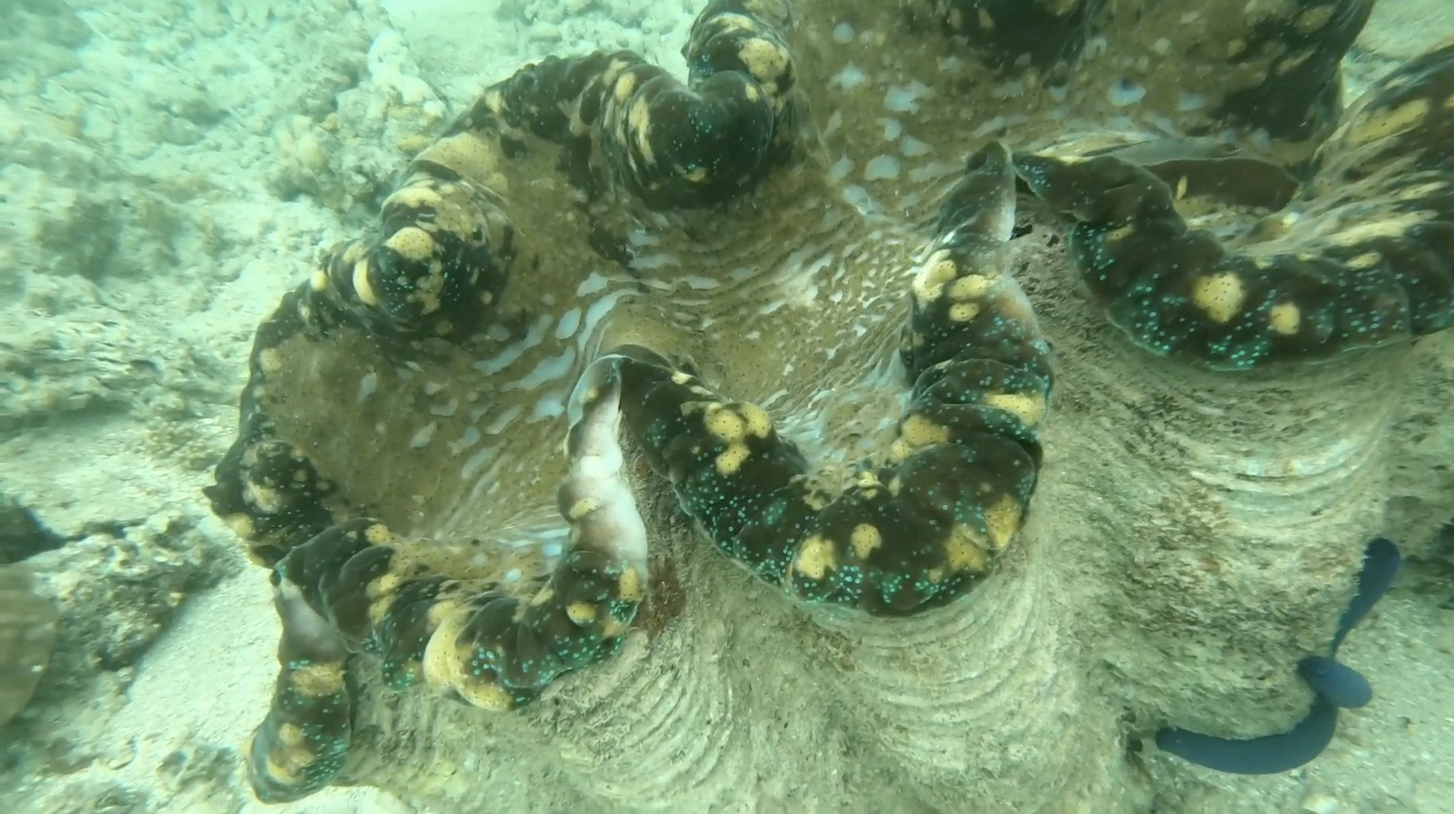 Giant clam encountered during reef survey work