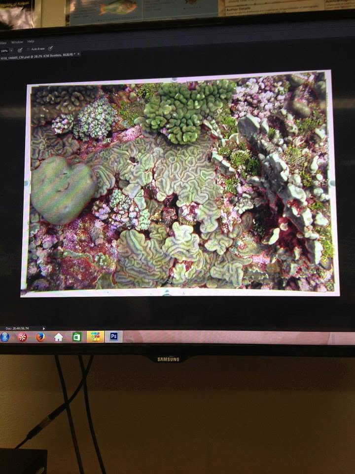 Coral photo-mosaic on screen — Sandin Lab