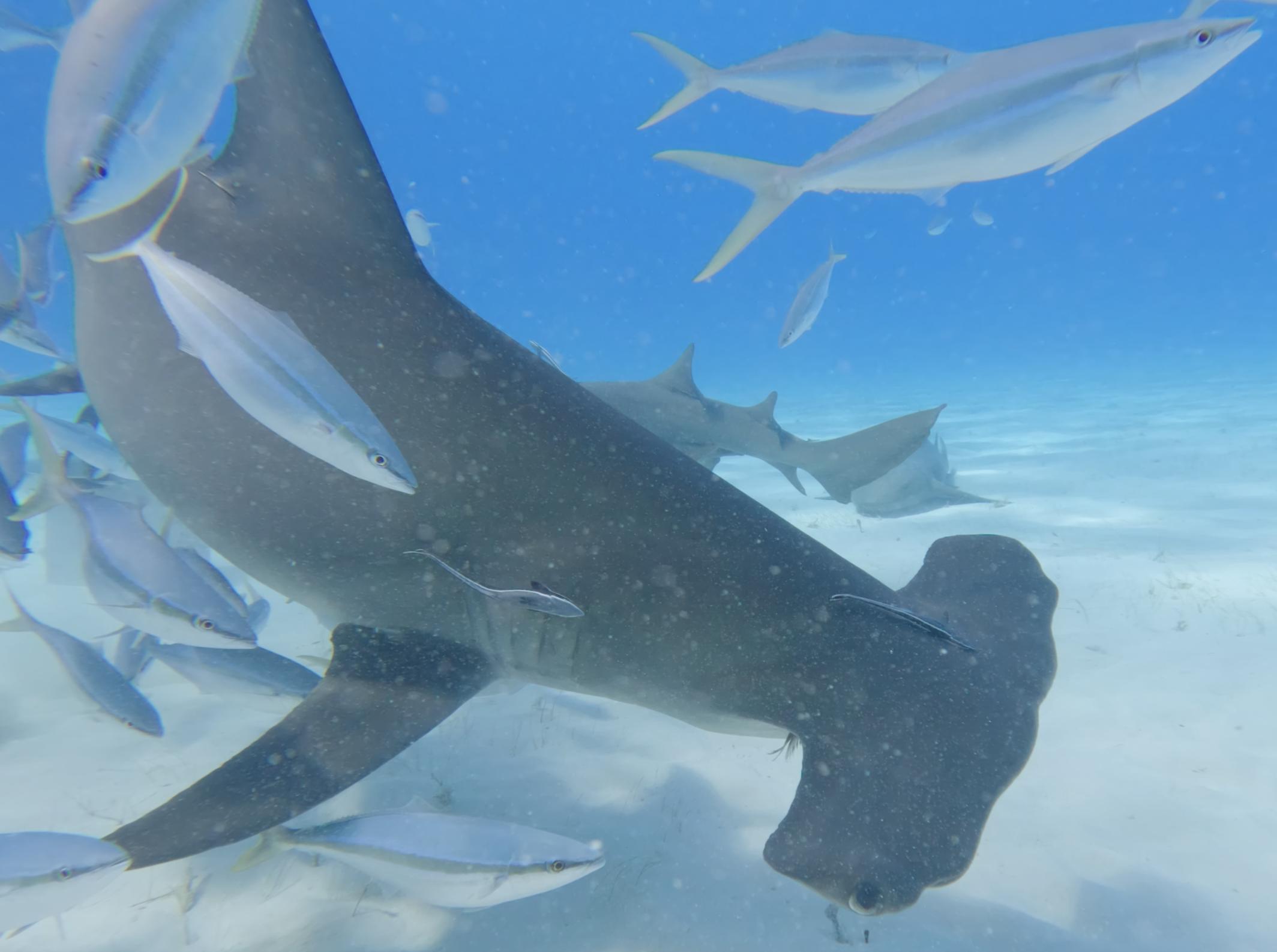 Hammerhead with schooling fish