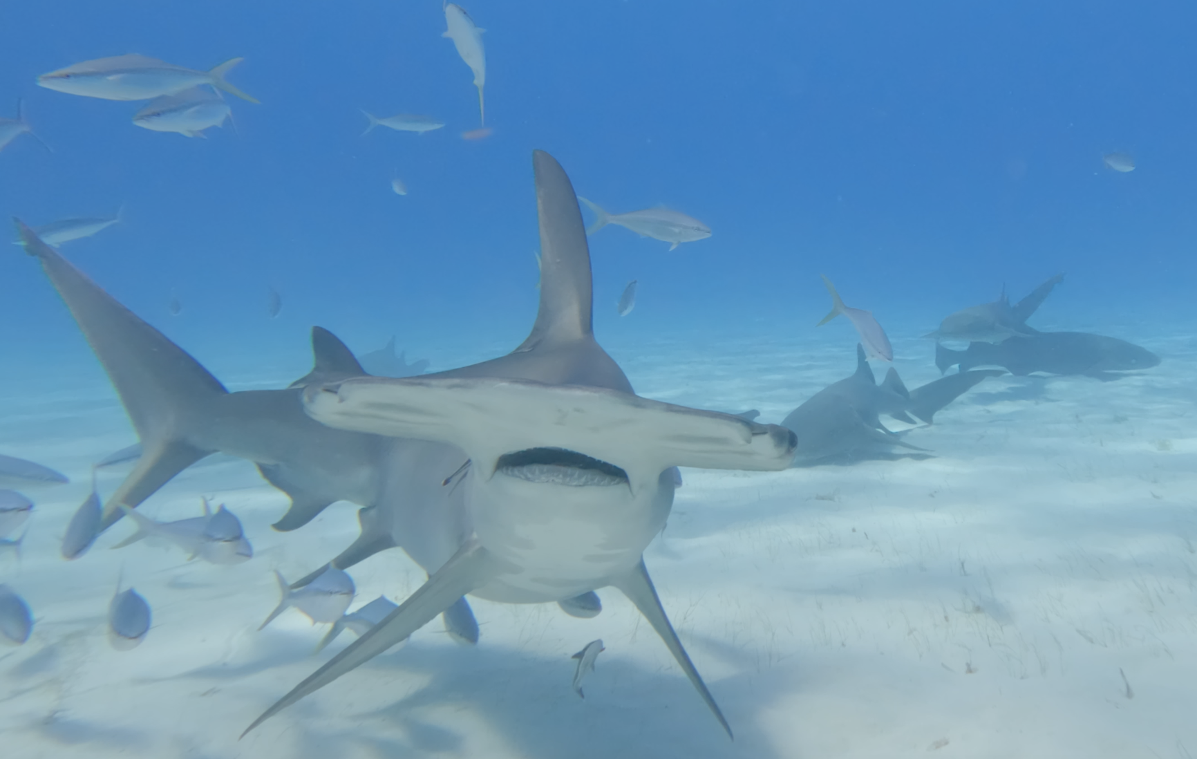 Great Hammerhead — Bimini