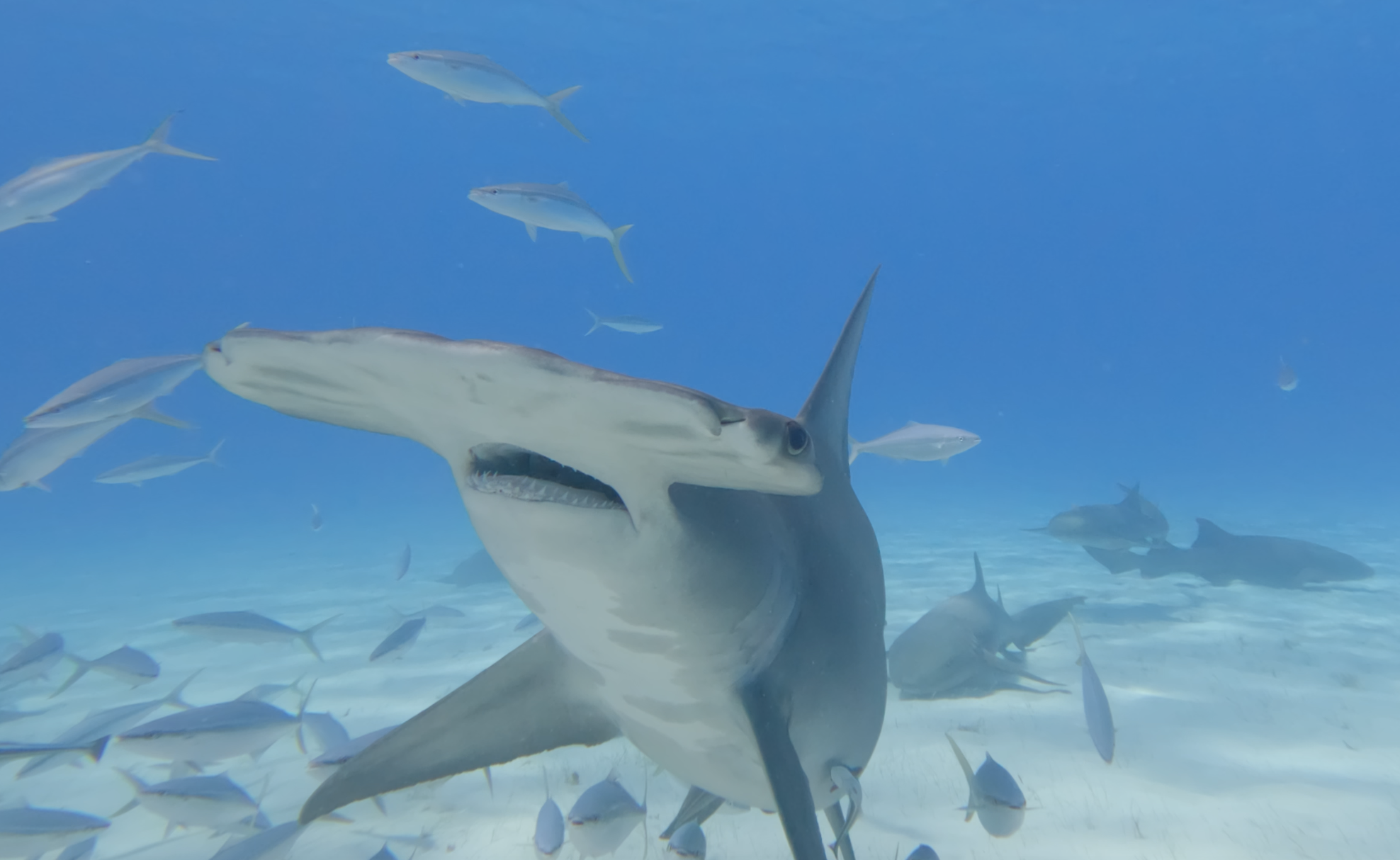 Hammerhead approaching