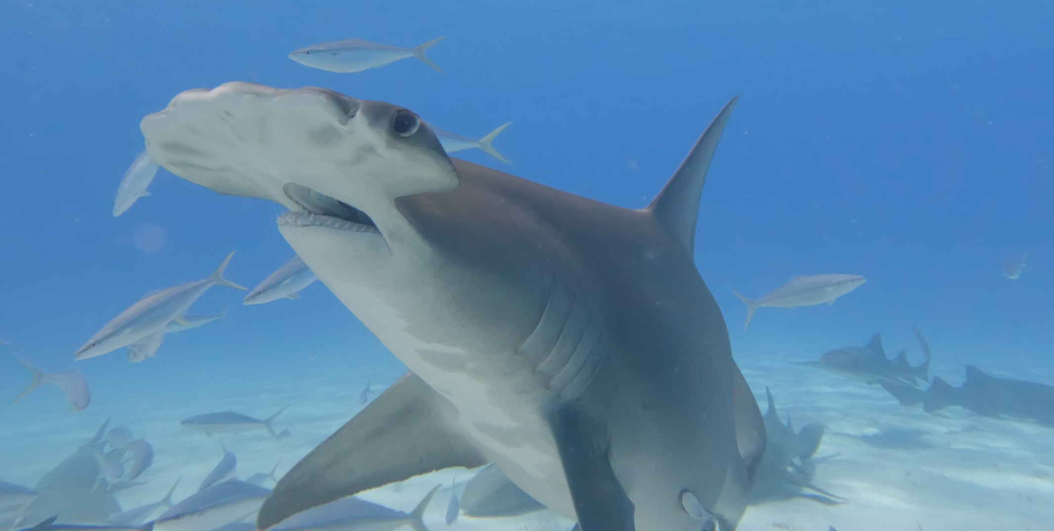 Great Hammerhead — Bimini