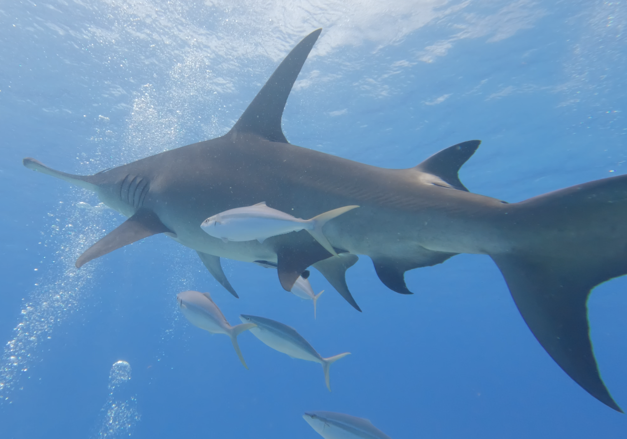 Hammerhead dorsal view