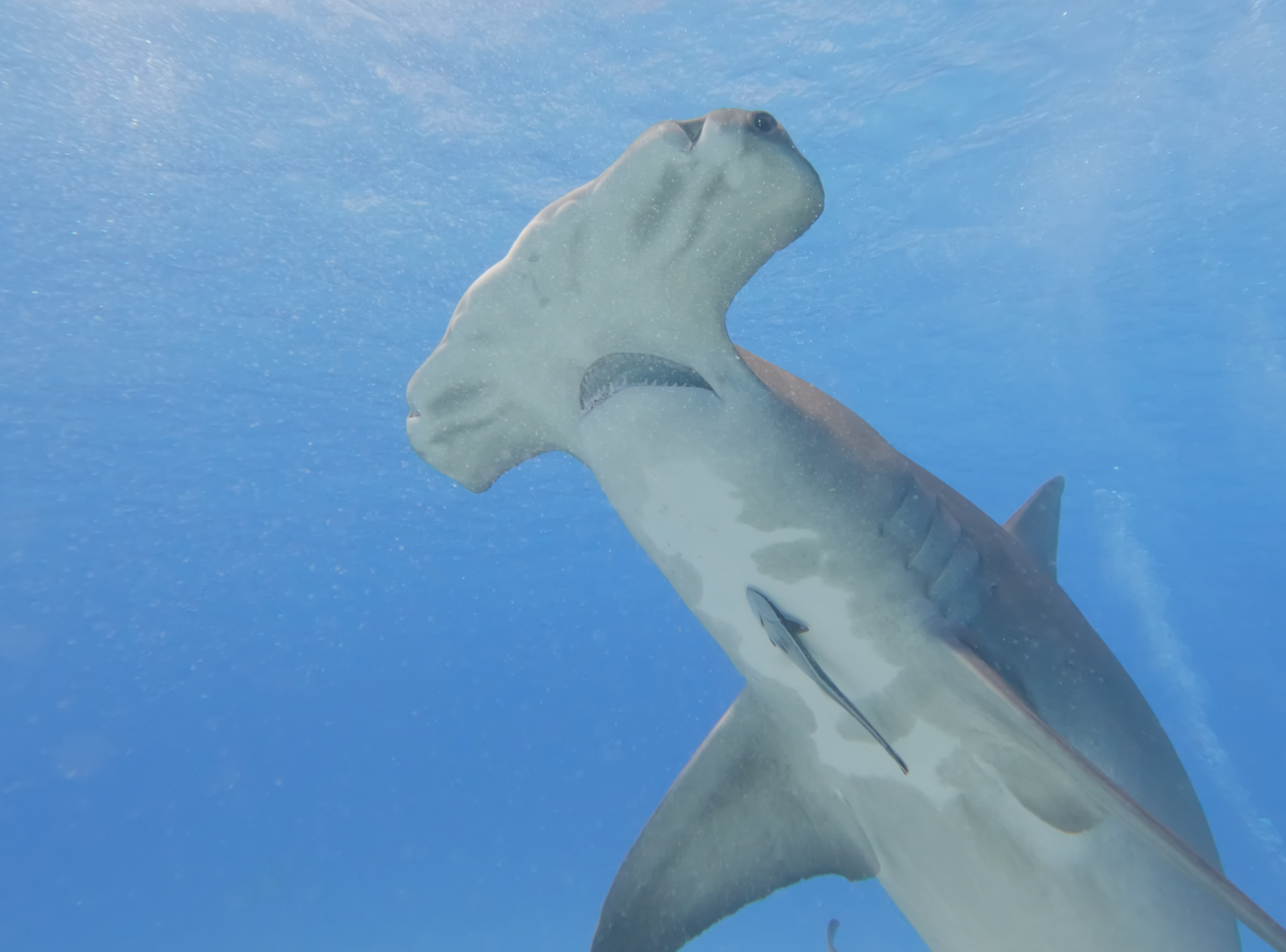 Hammerhead cephalofoil upward