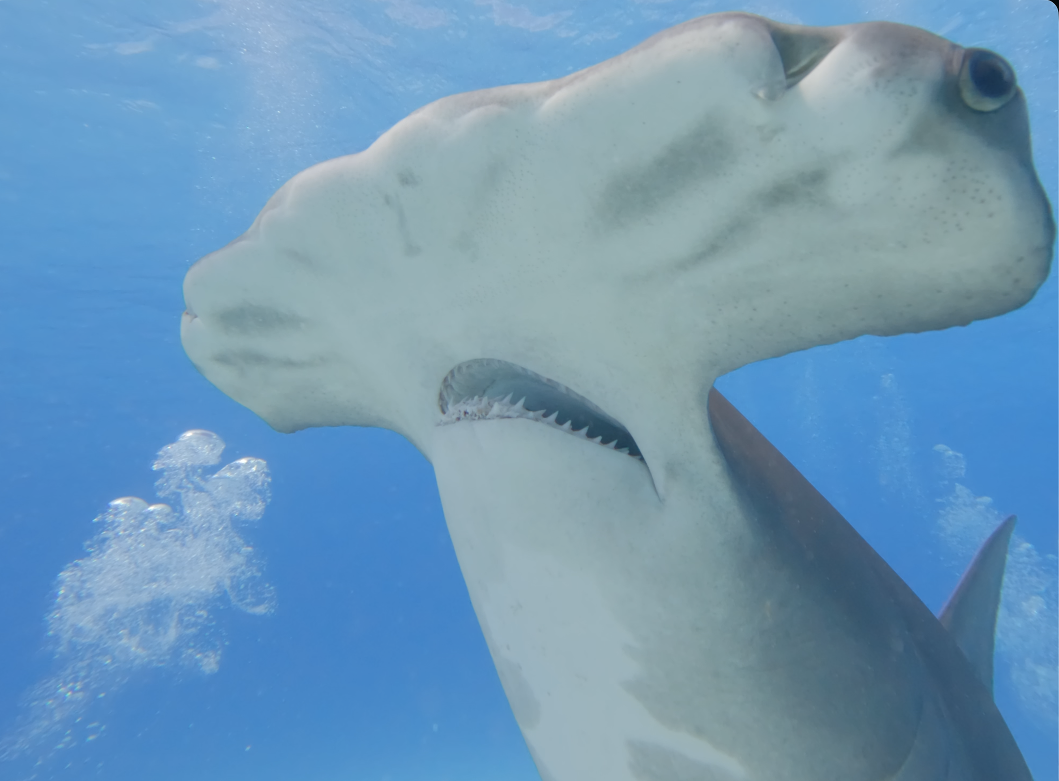 Hammerhead cephalofoil detail