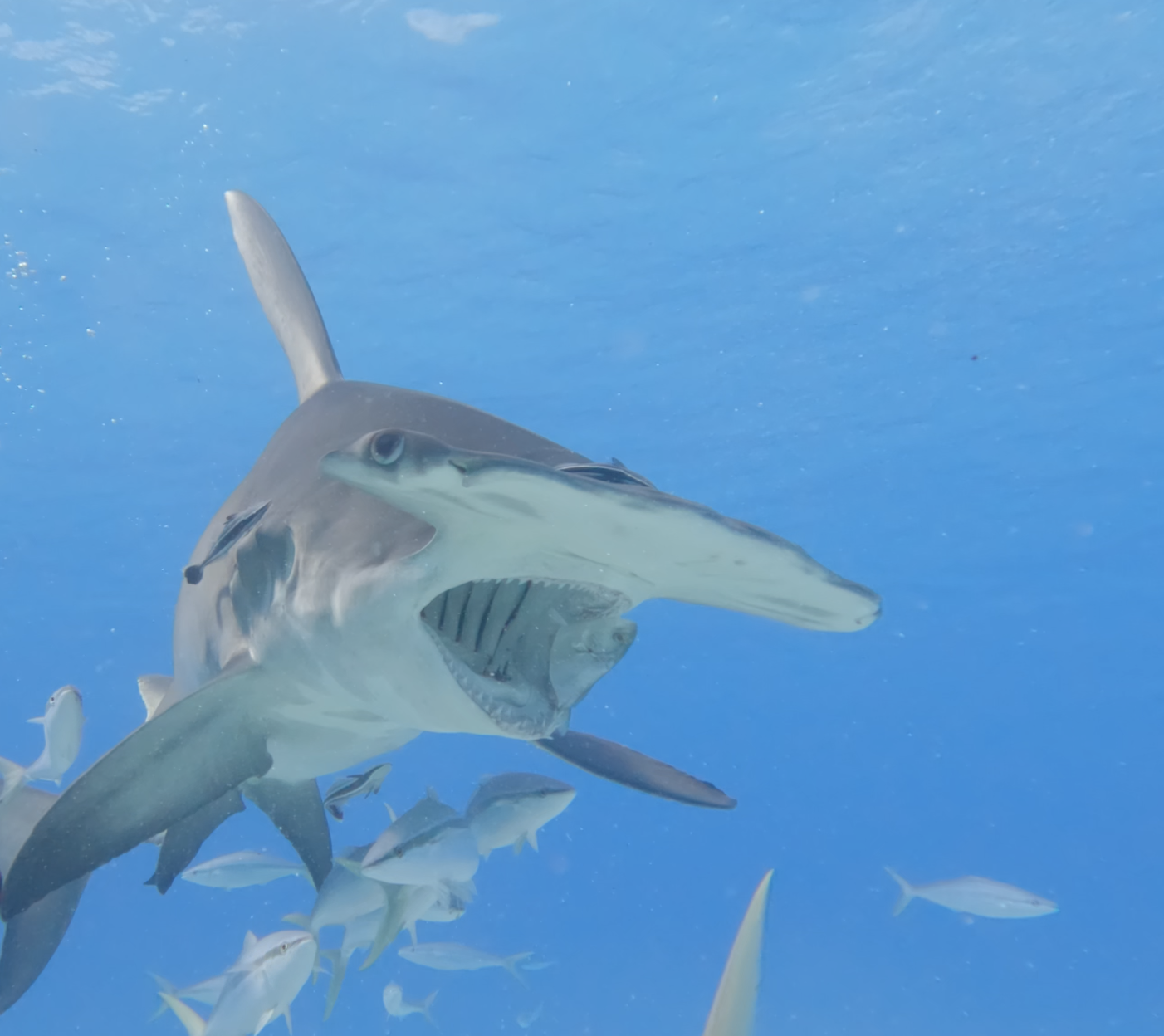 Hammerhead eye detail