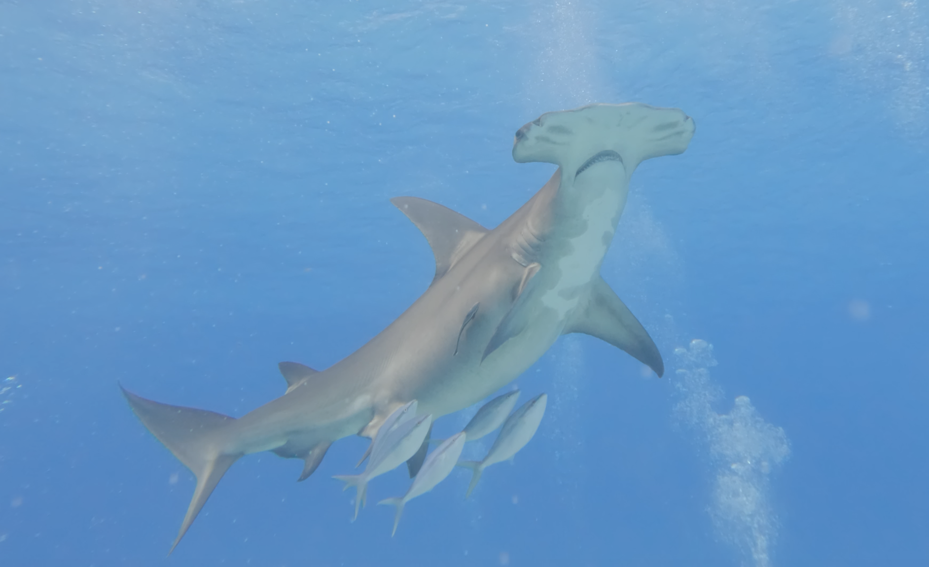 Hammerhead open water