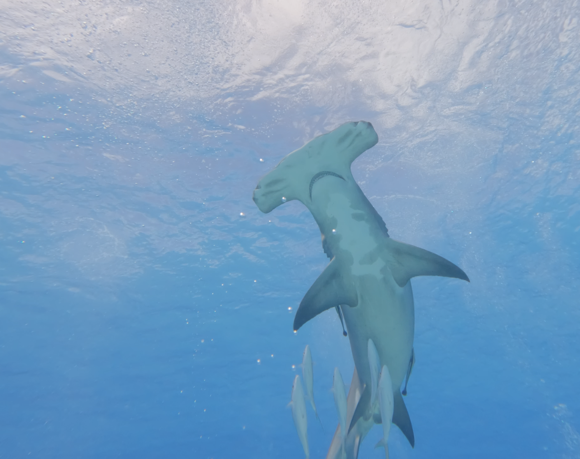 Hammerhead ascending