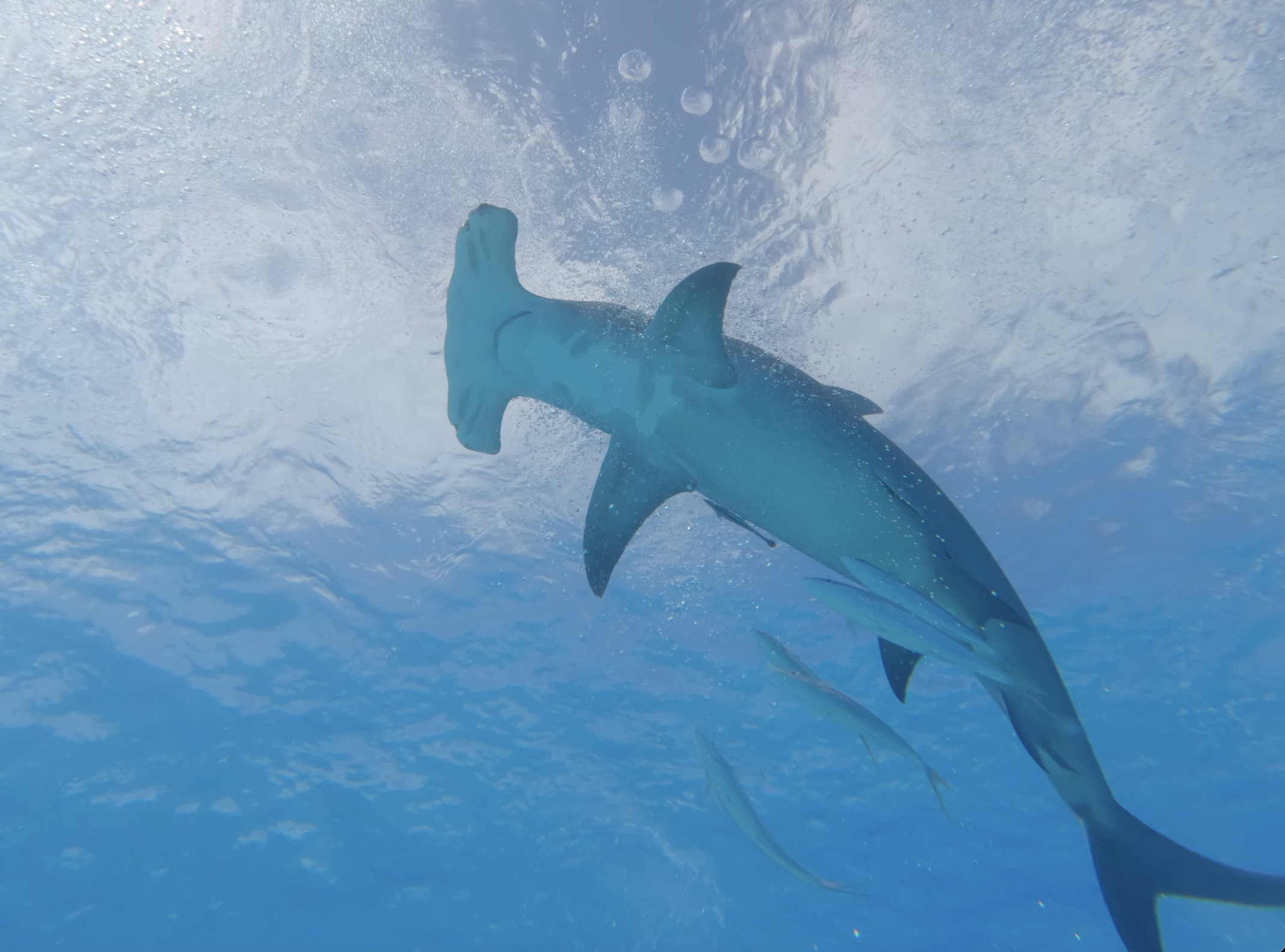 Hammerhead silhouette from below