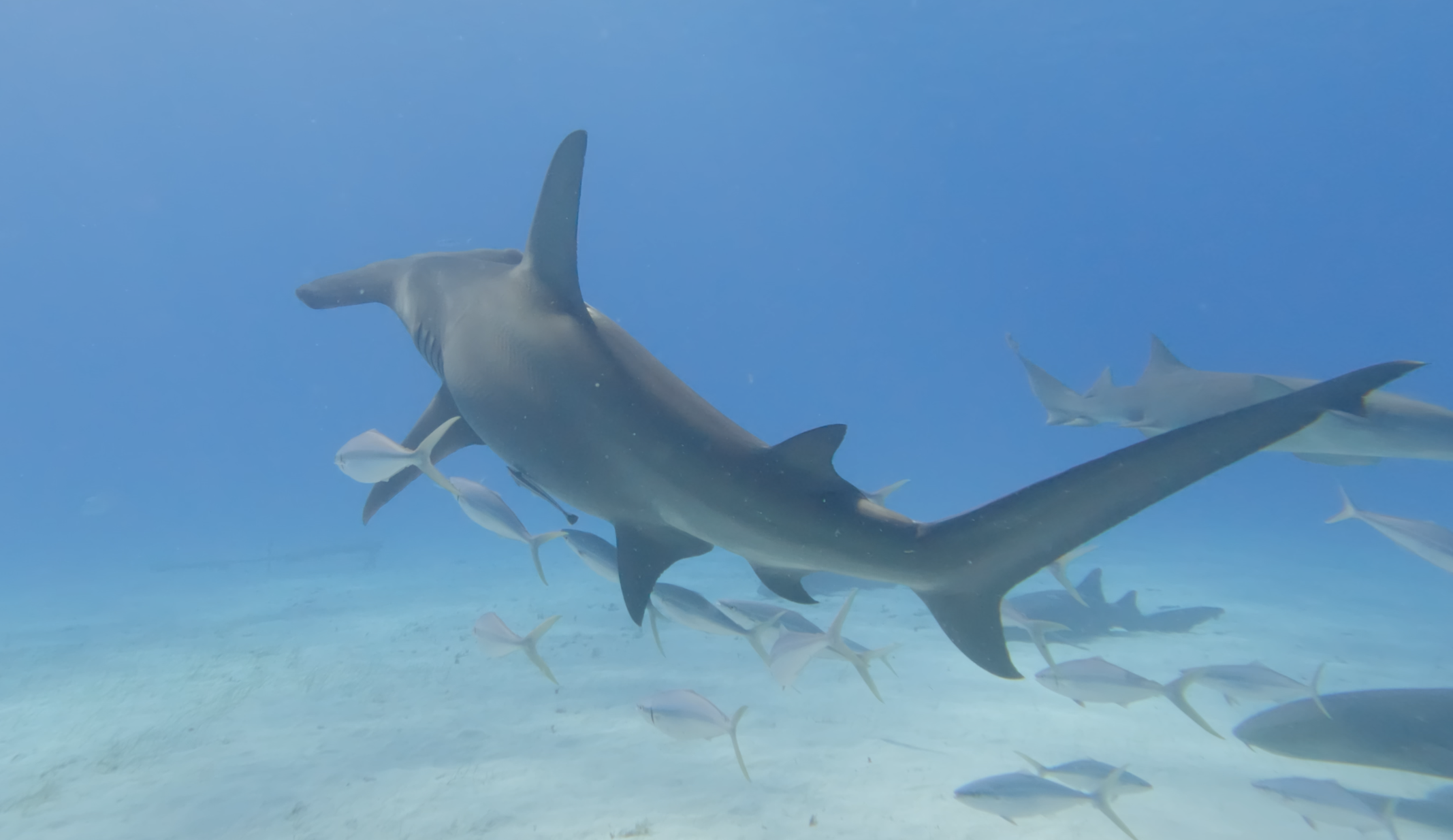 Hammerhead with baitfish