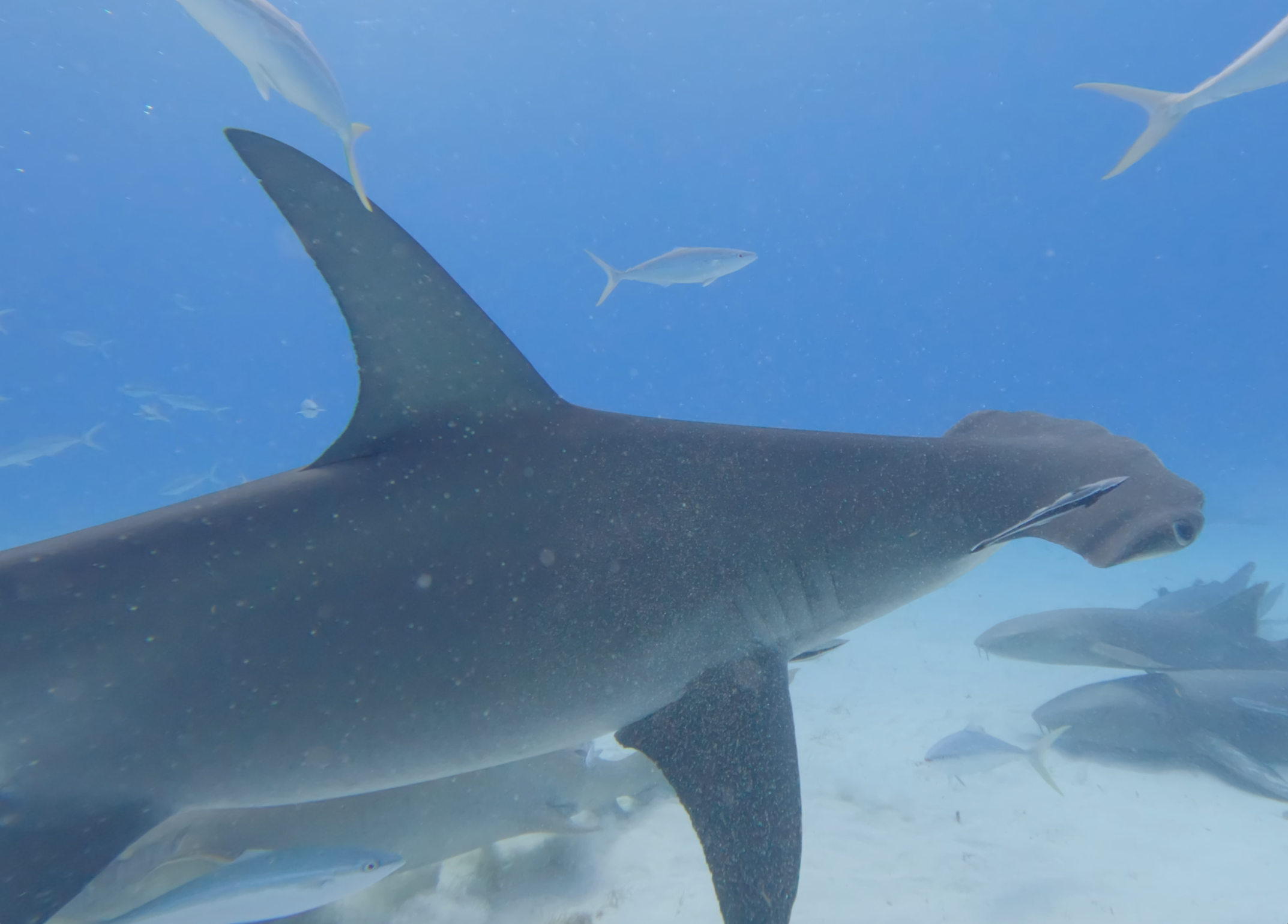 Hammerhead dorsal close