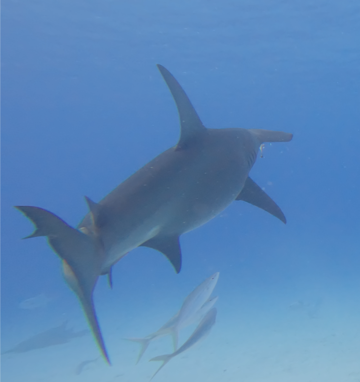 Hammerhead from below