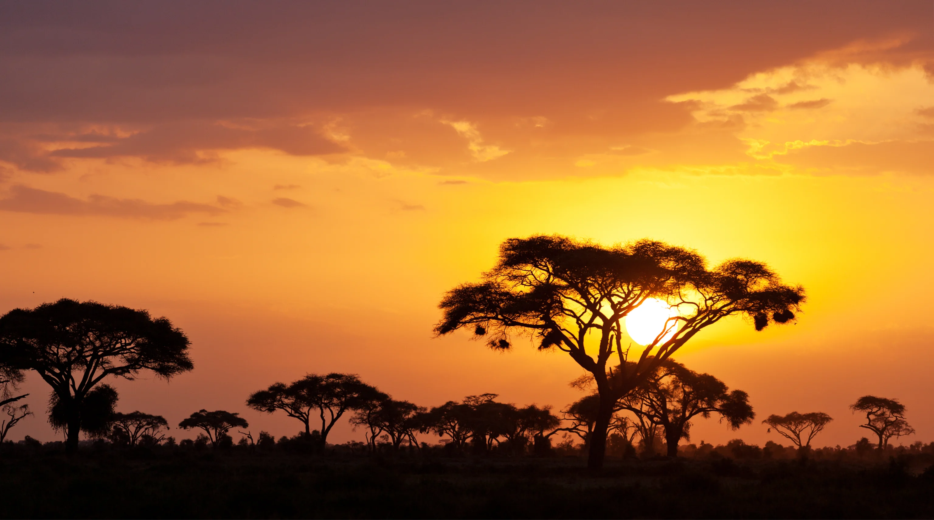 Savanna sunset through acacia trees