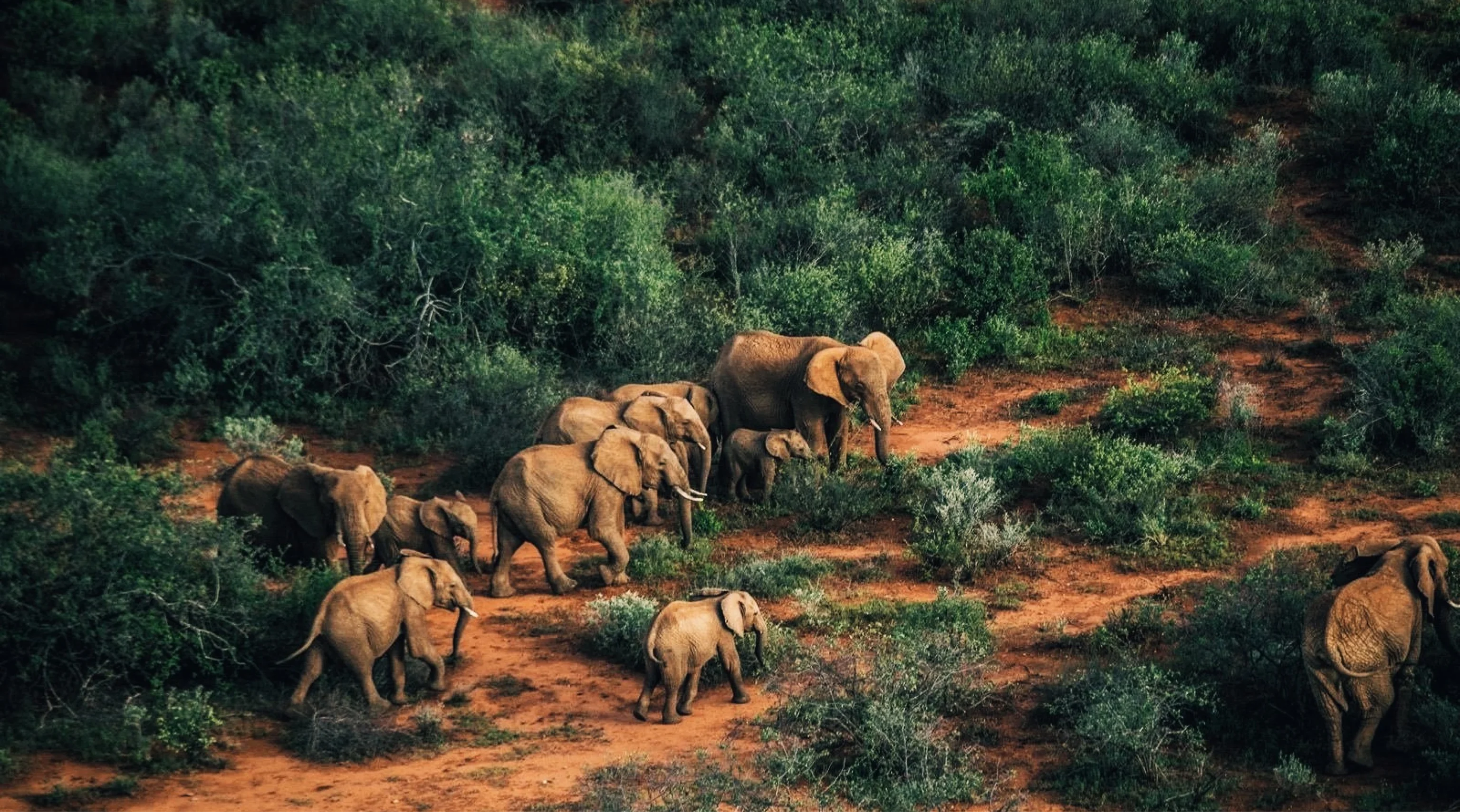 Elephant herd from above