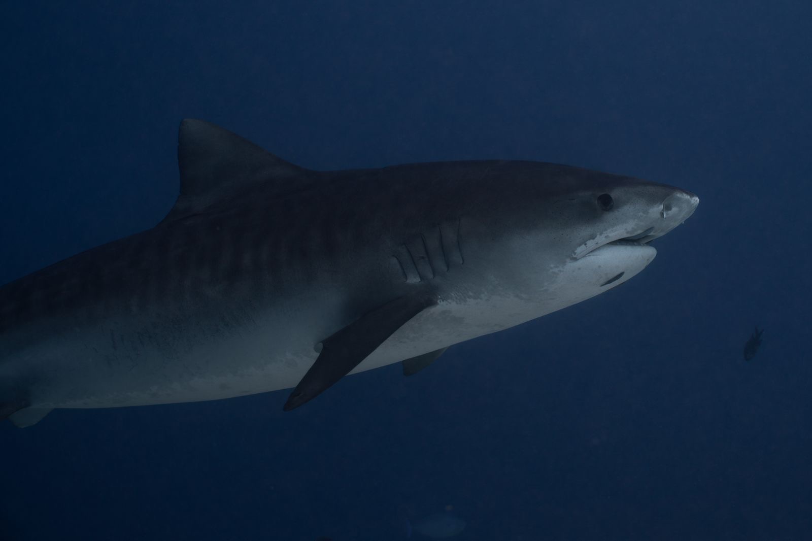 Tiger Shark — Fuvahmulah Maldives