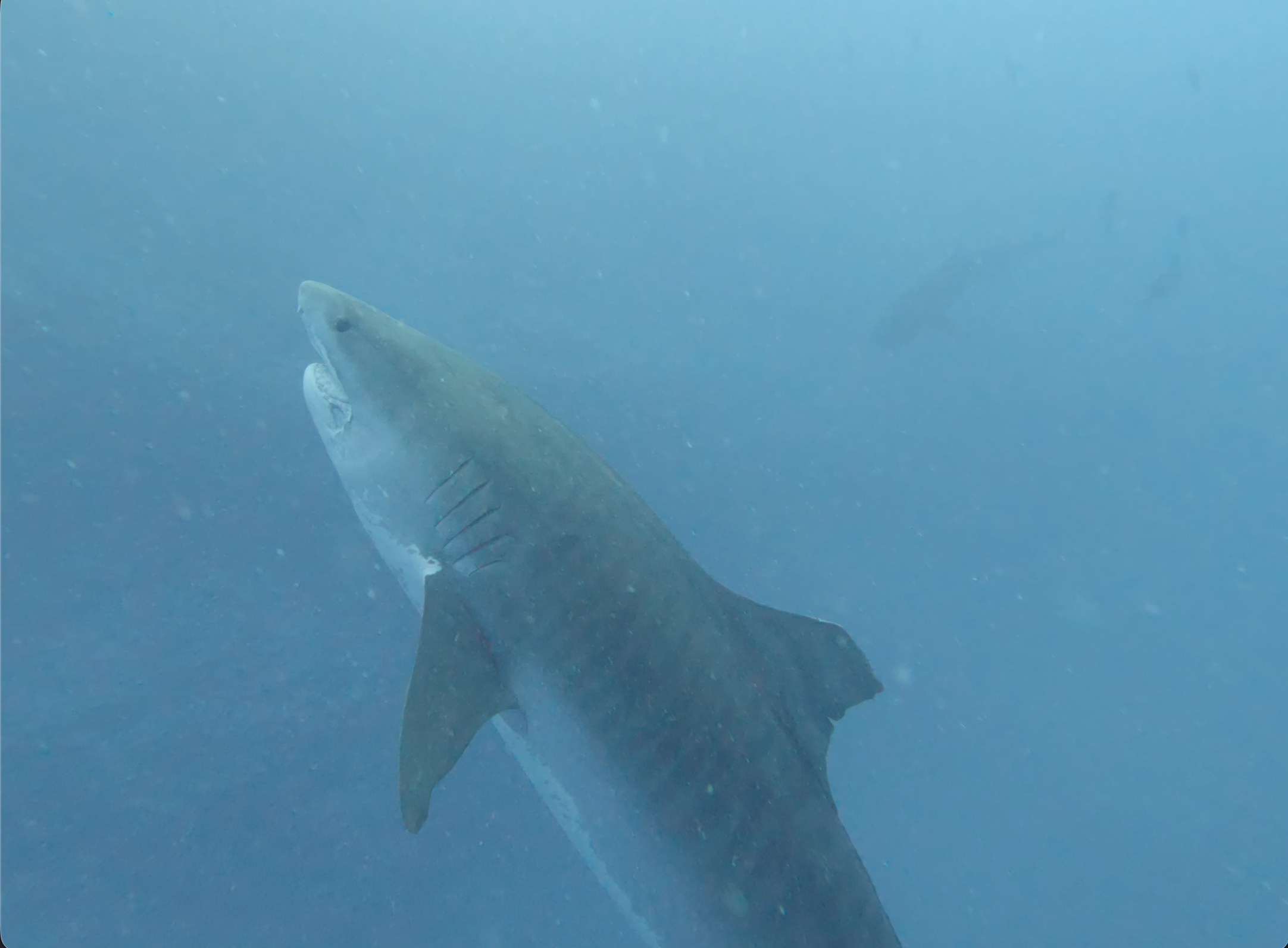 Tiger Shark ascending