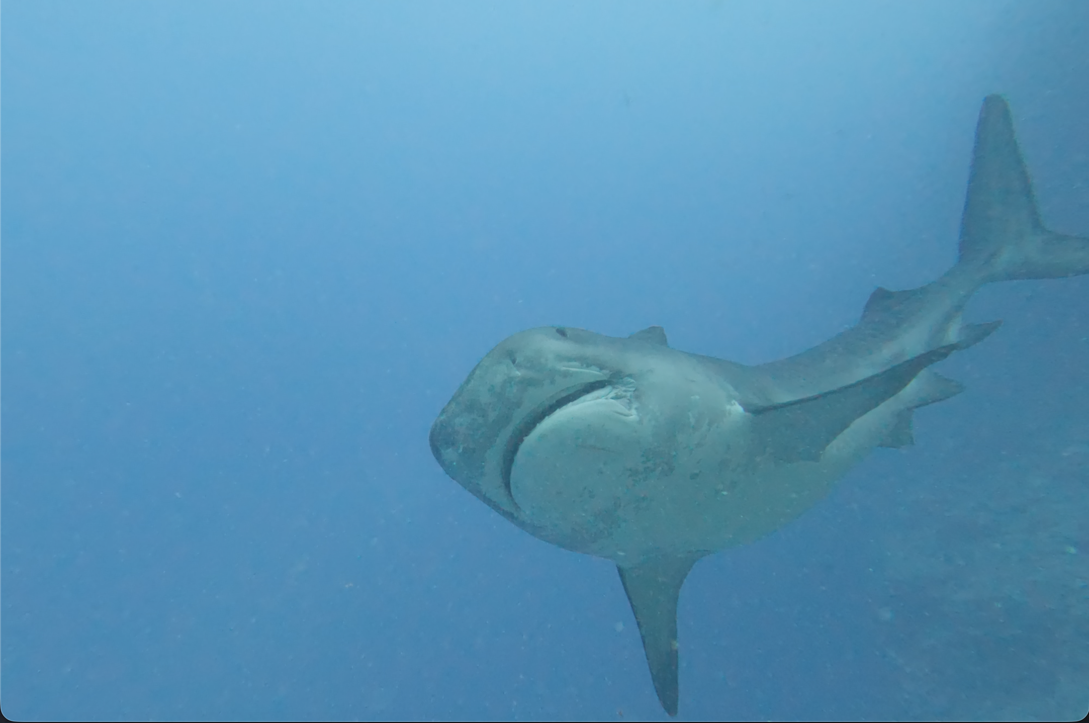 Tiger Shark head on