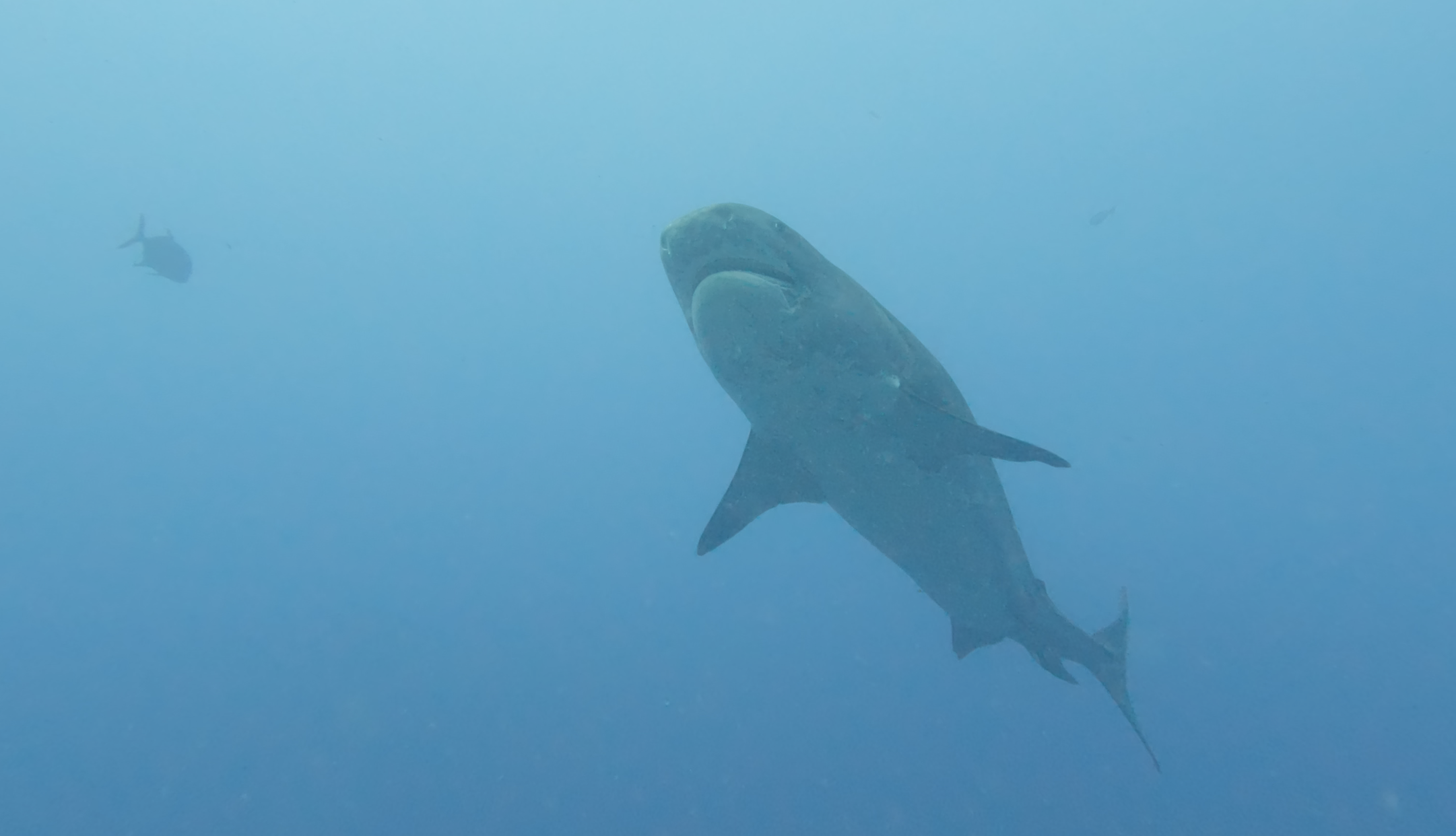 Tiger Shark full body open water