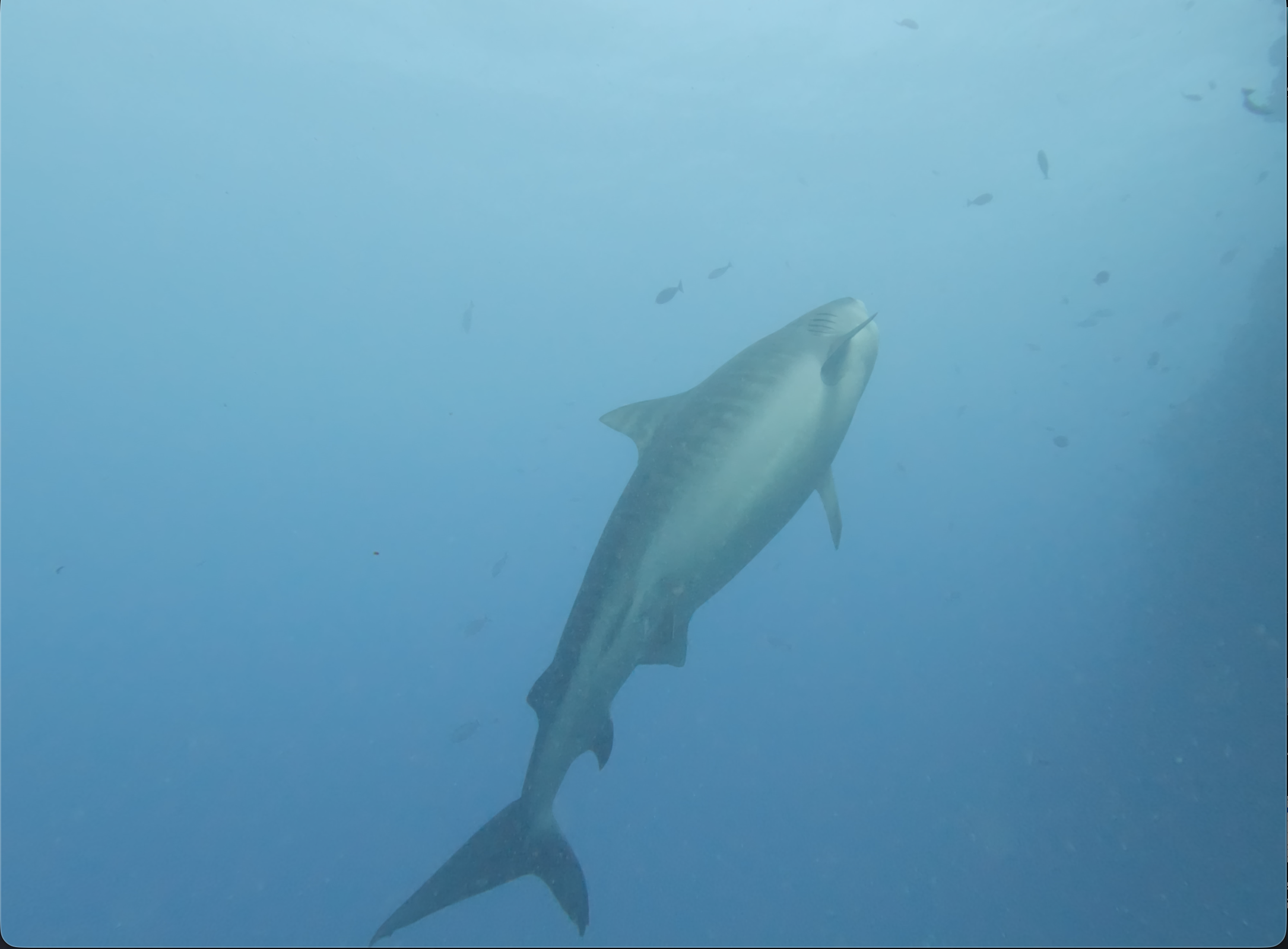 Tiger Shark full body lateral