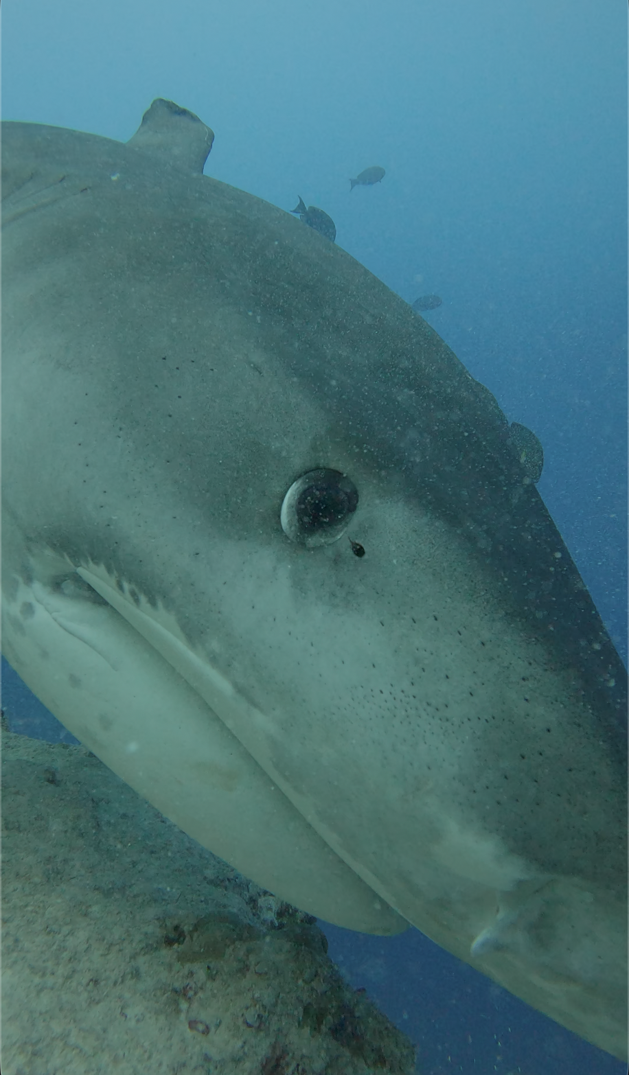 Tiger Shark head eye close
