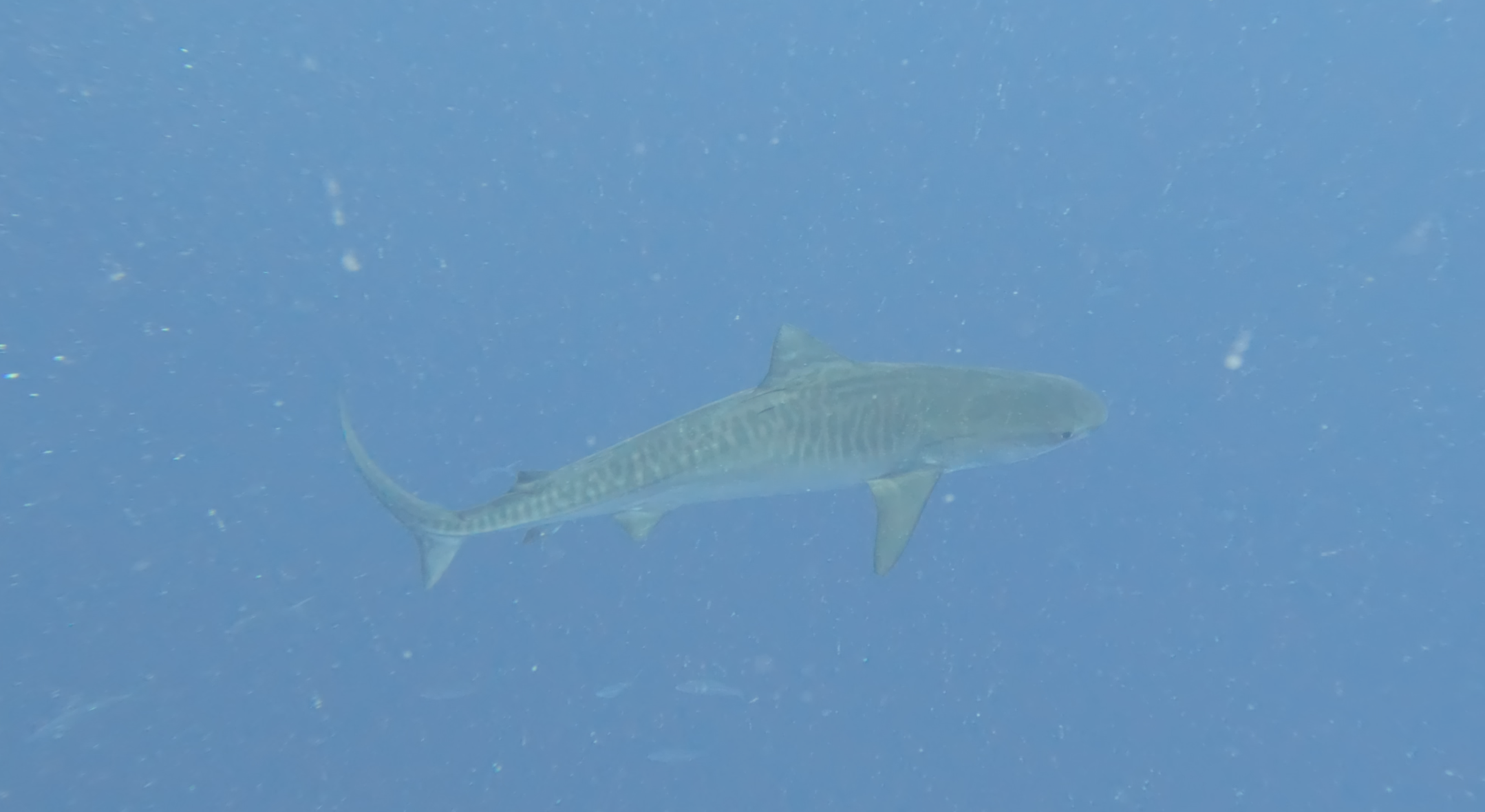 Tiger Shark full body clear